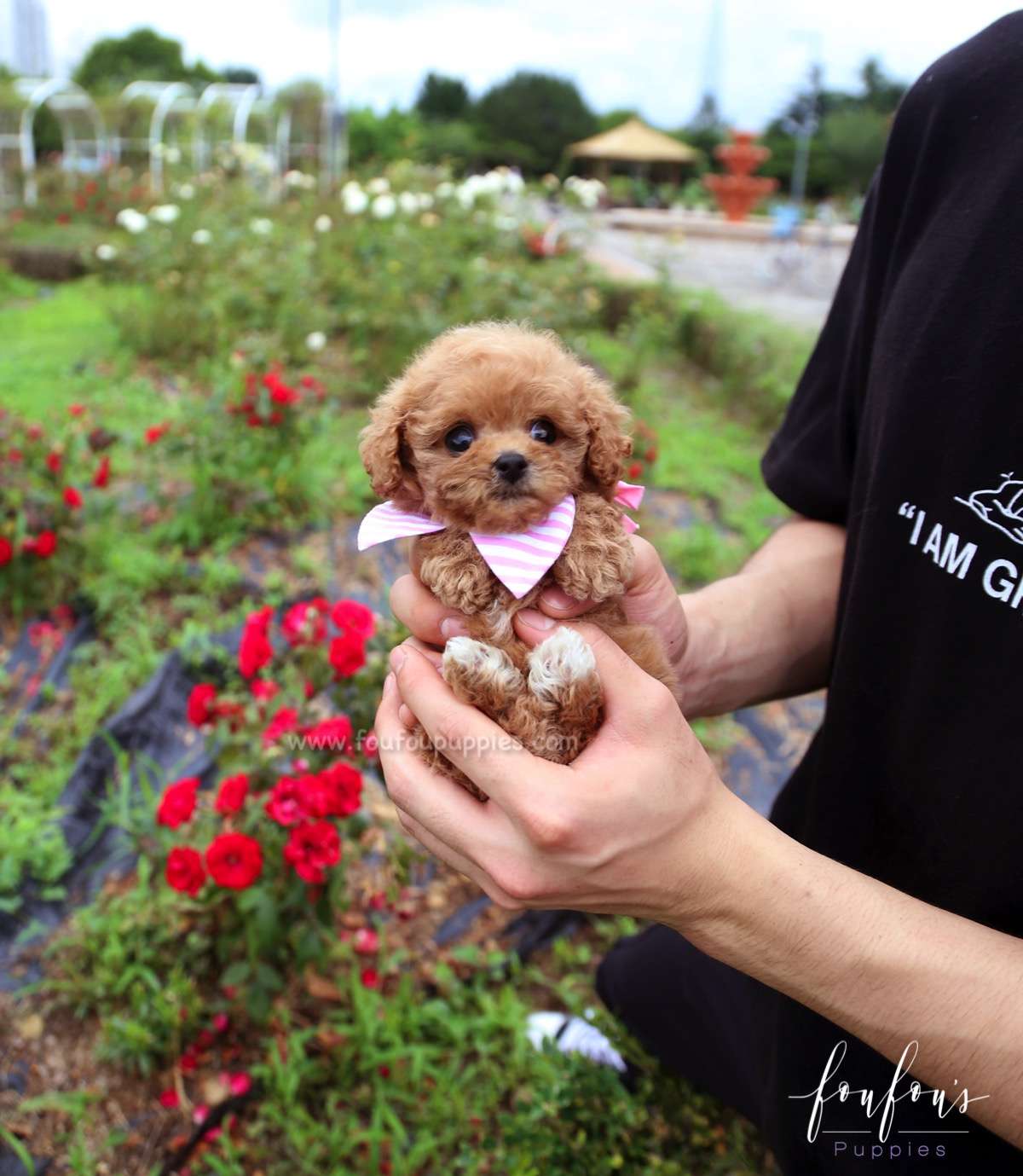 Rouge - Poodle F.