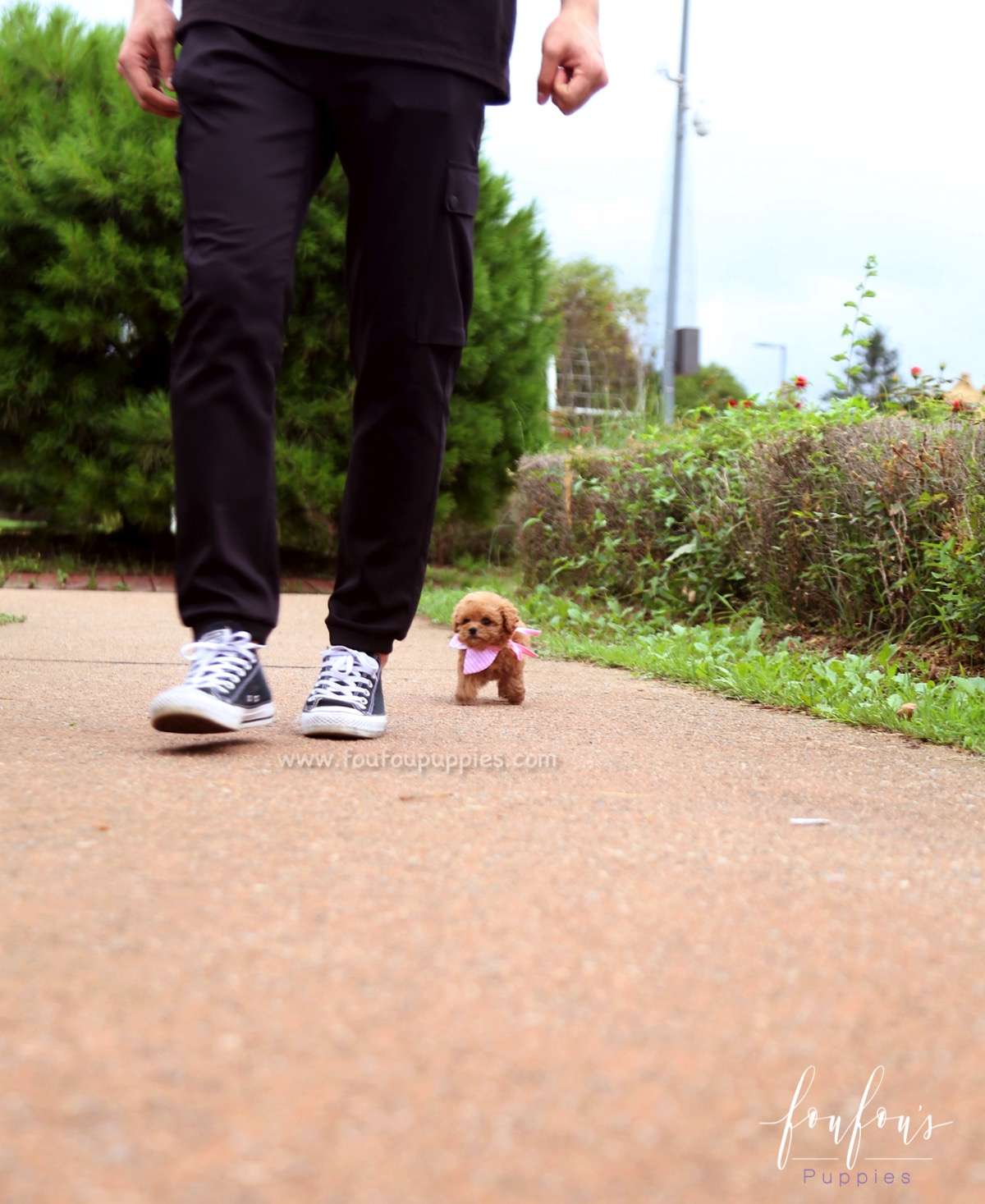 Rouge - Poodle F.