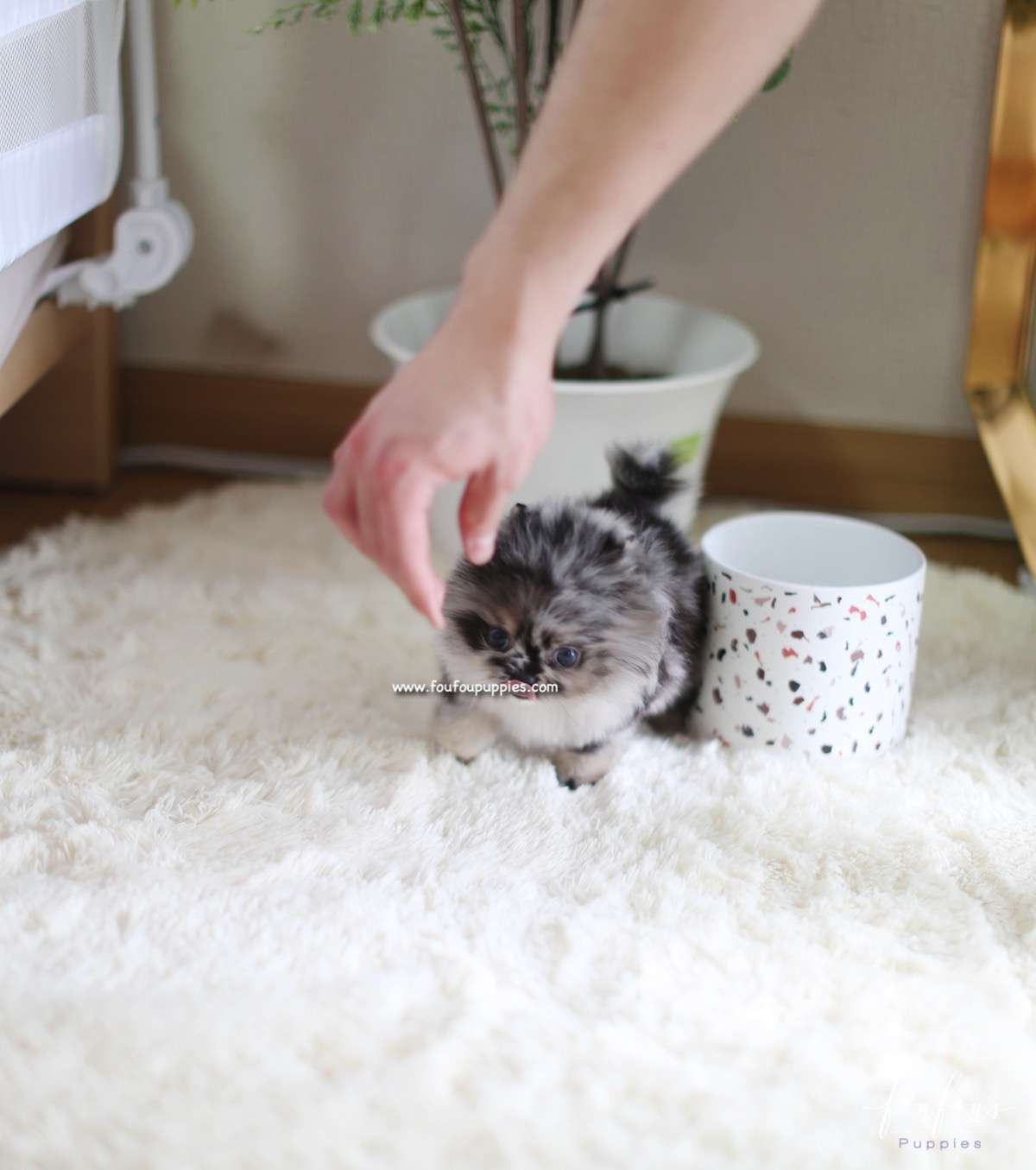 Xena - Pomeranian F.
