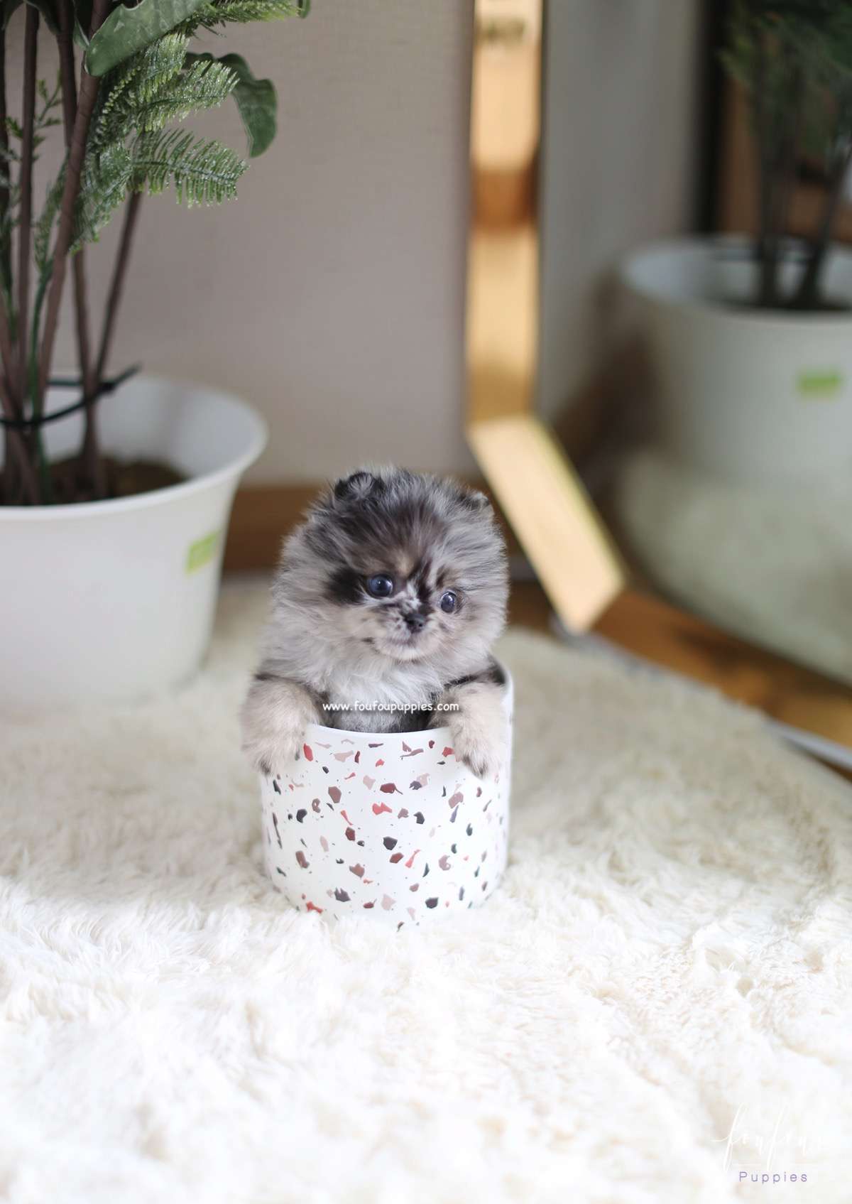 Xena - Pomeranian F.