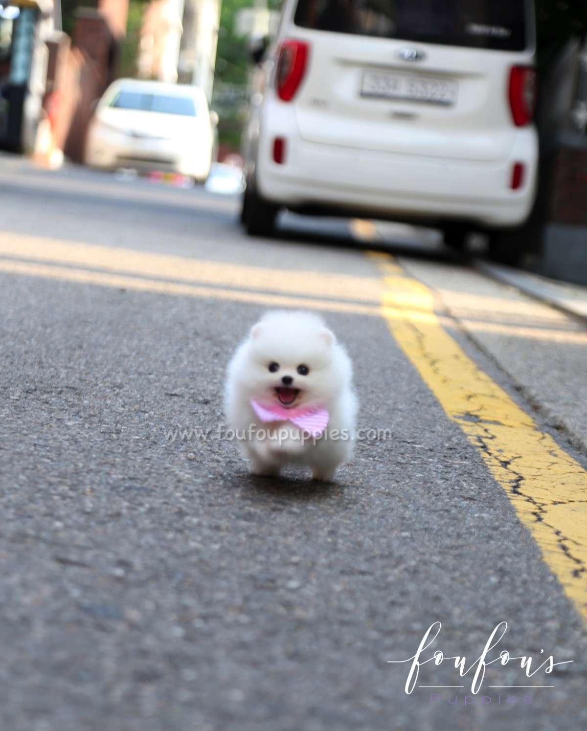 Elsa - Pomeranian F.