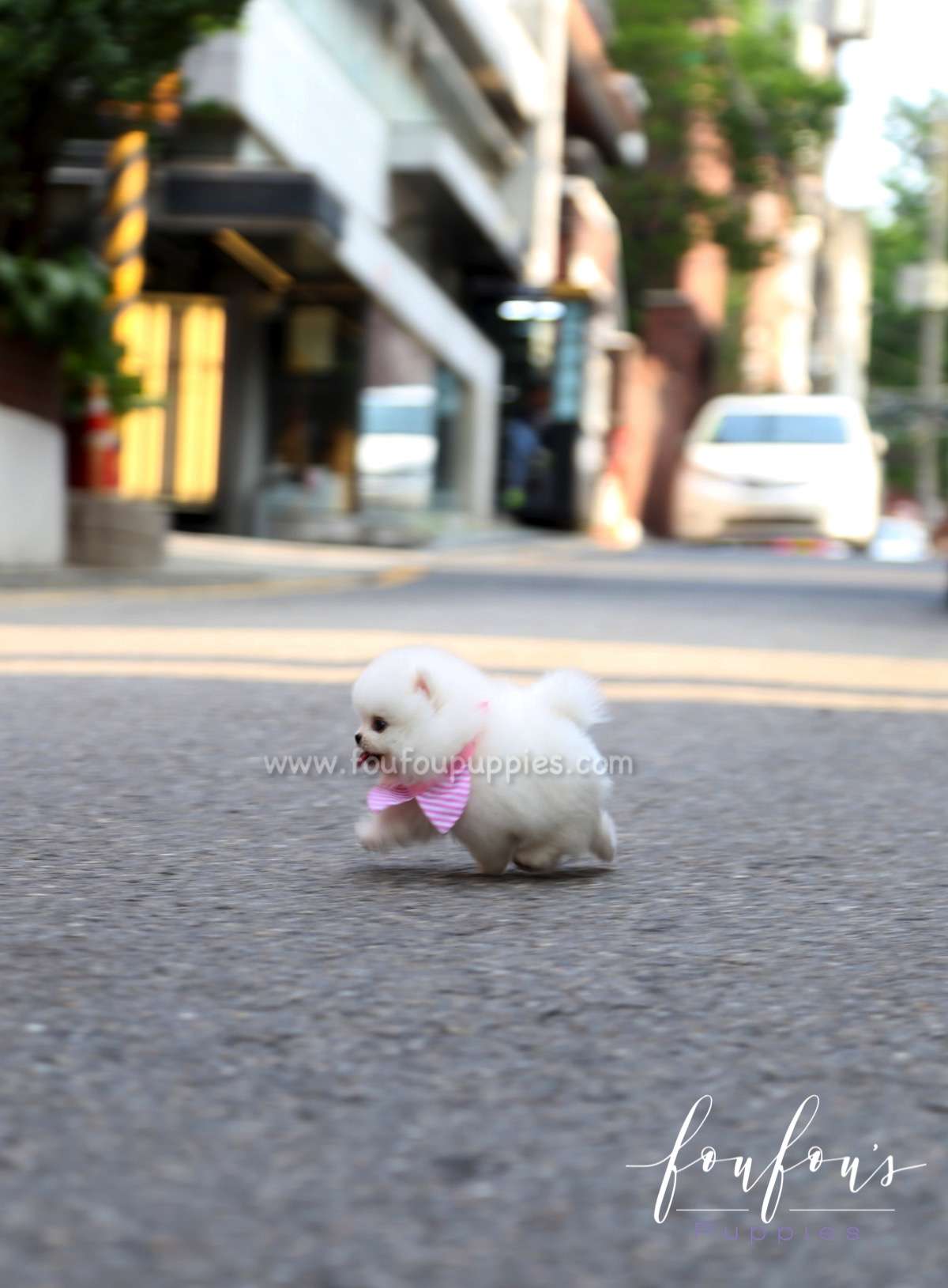 Elsa - Pomeranian F.