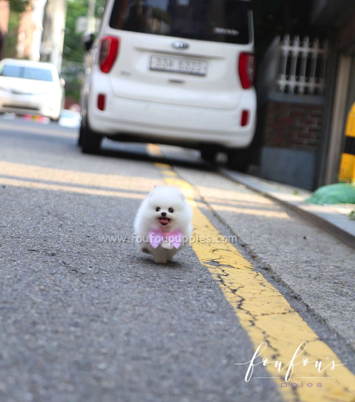 Elsa - Pomeranian F.