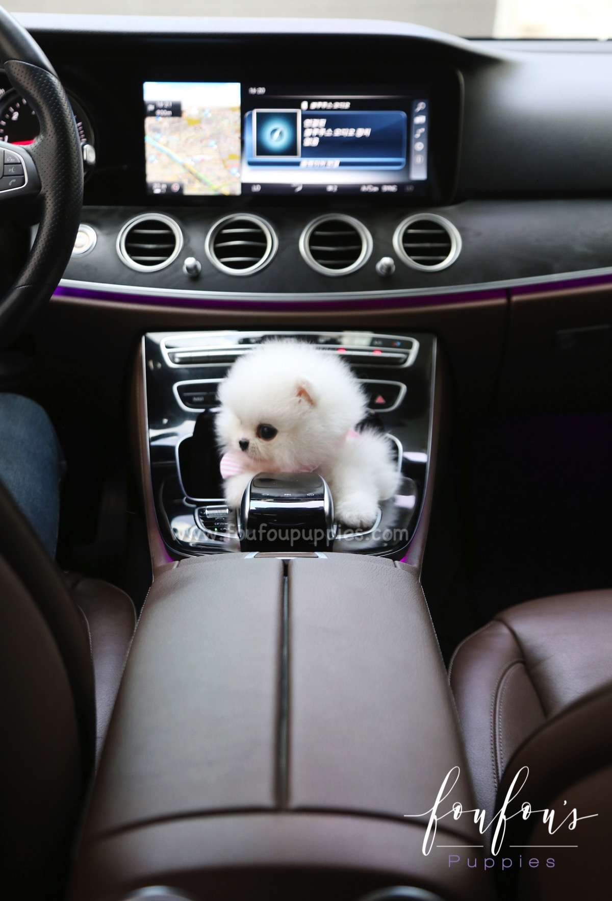 Elsa - Pomeranian F.