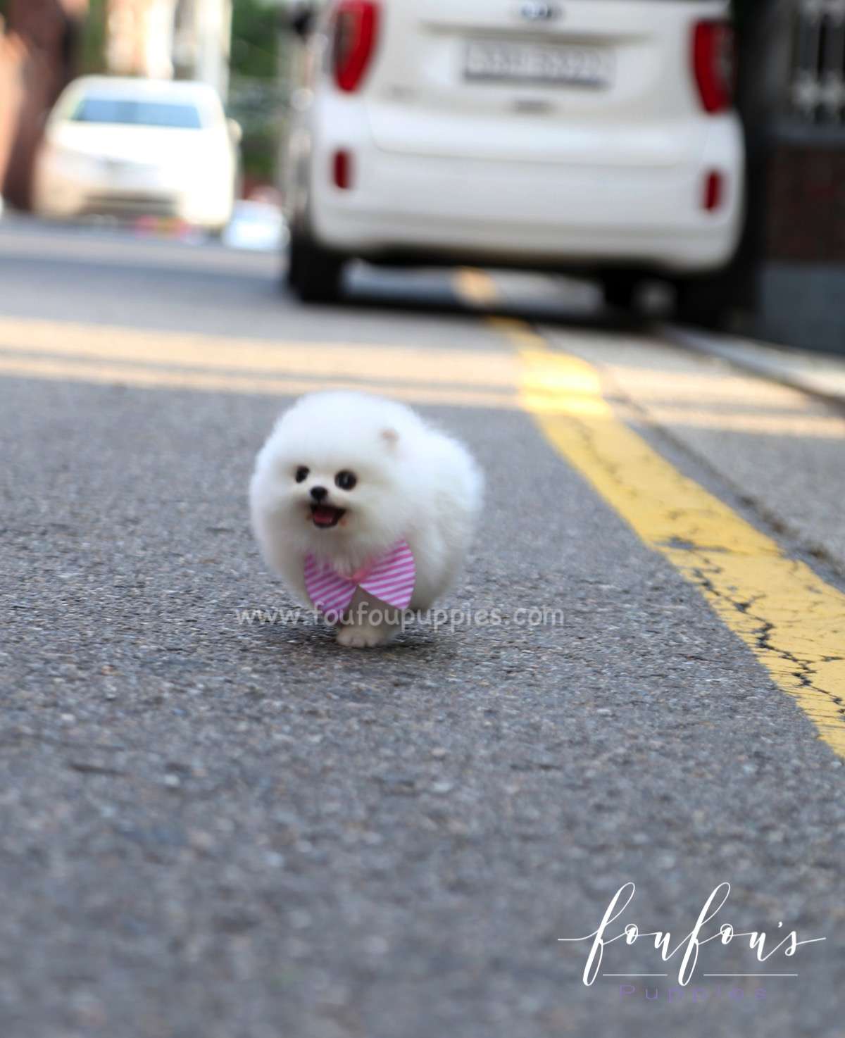 Elsa - Pomeranian F.