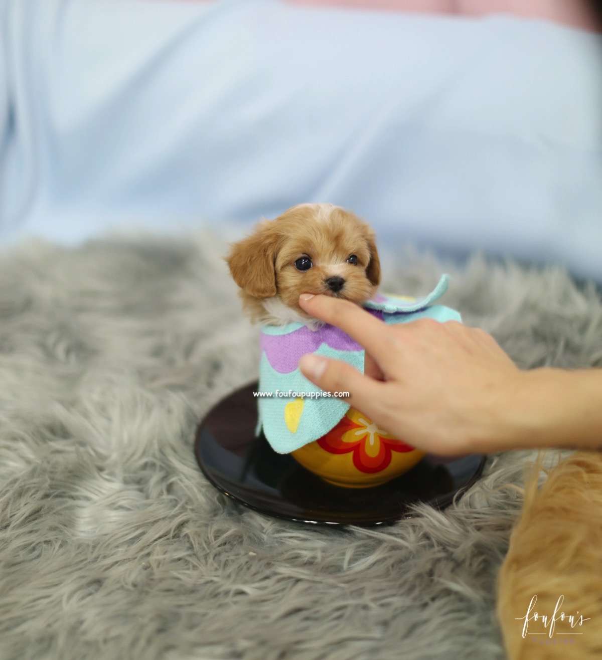 Amaya - Maltipoo F.
