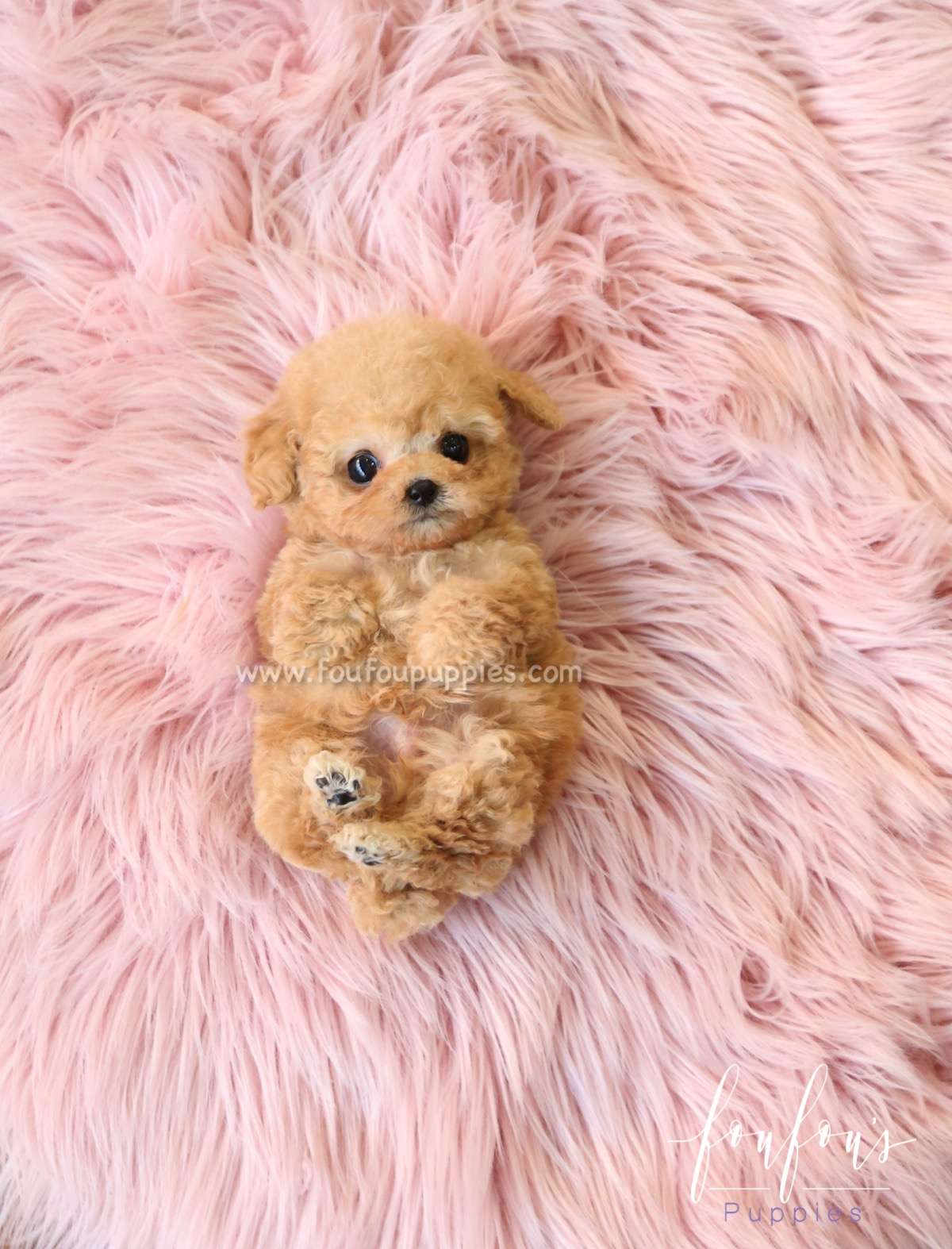 Yeti - Poodle M.
