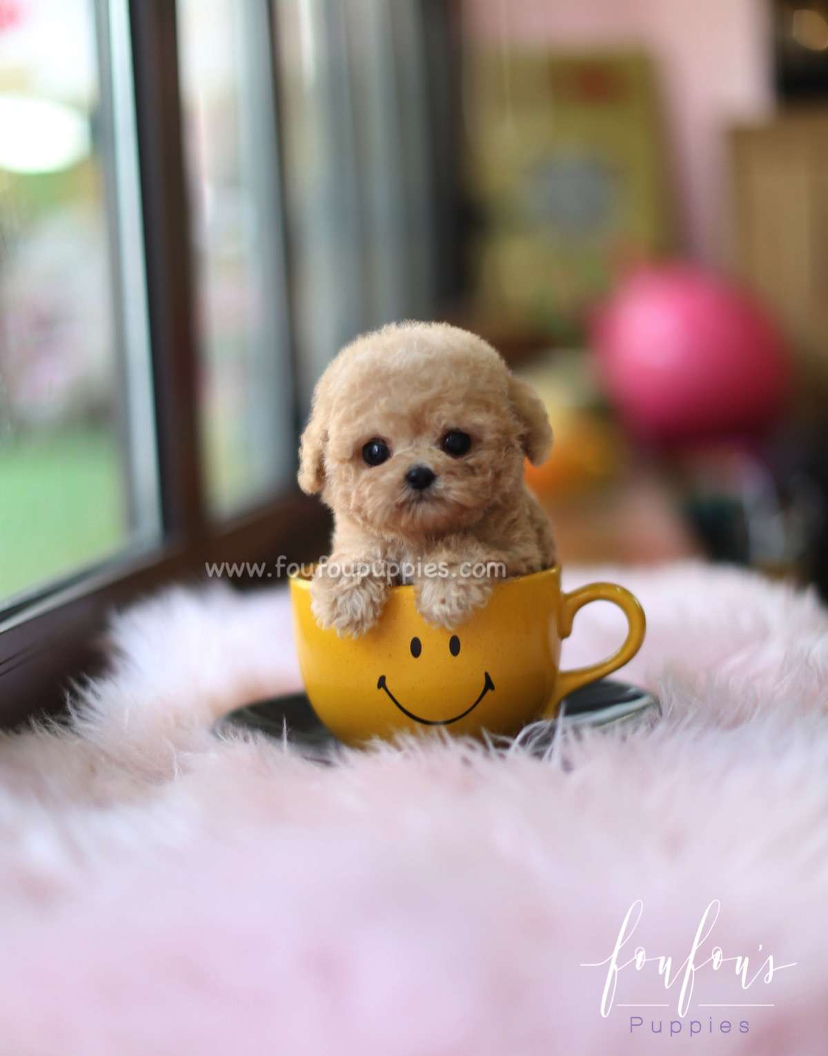 Yeti - Poodle M.