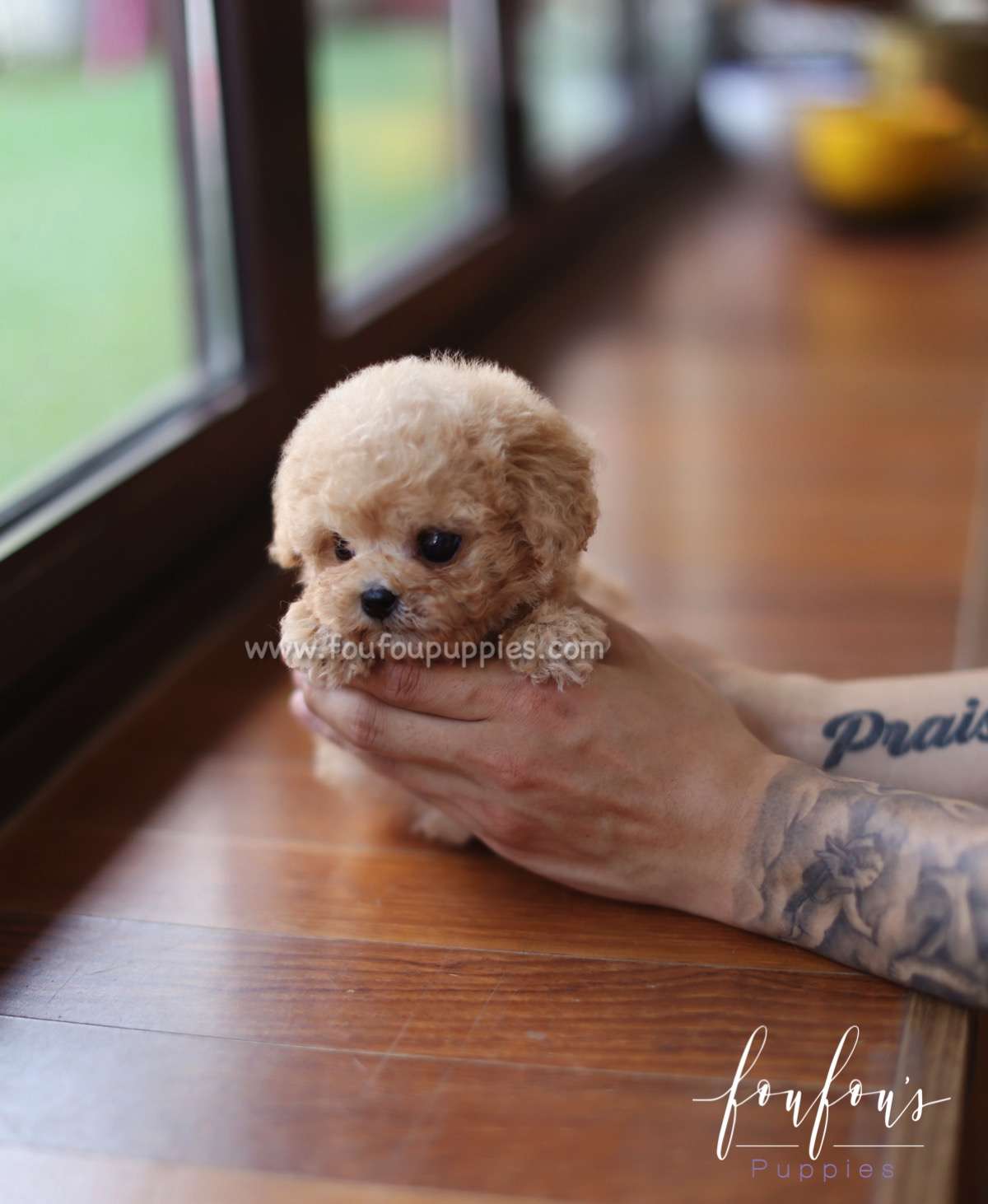 Yeti - Poodle M.