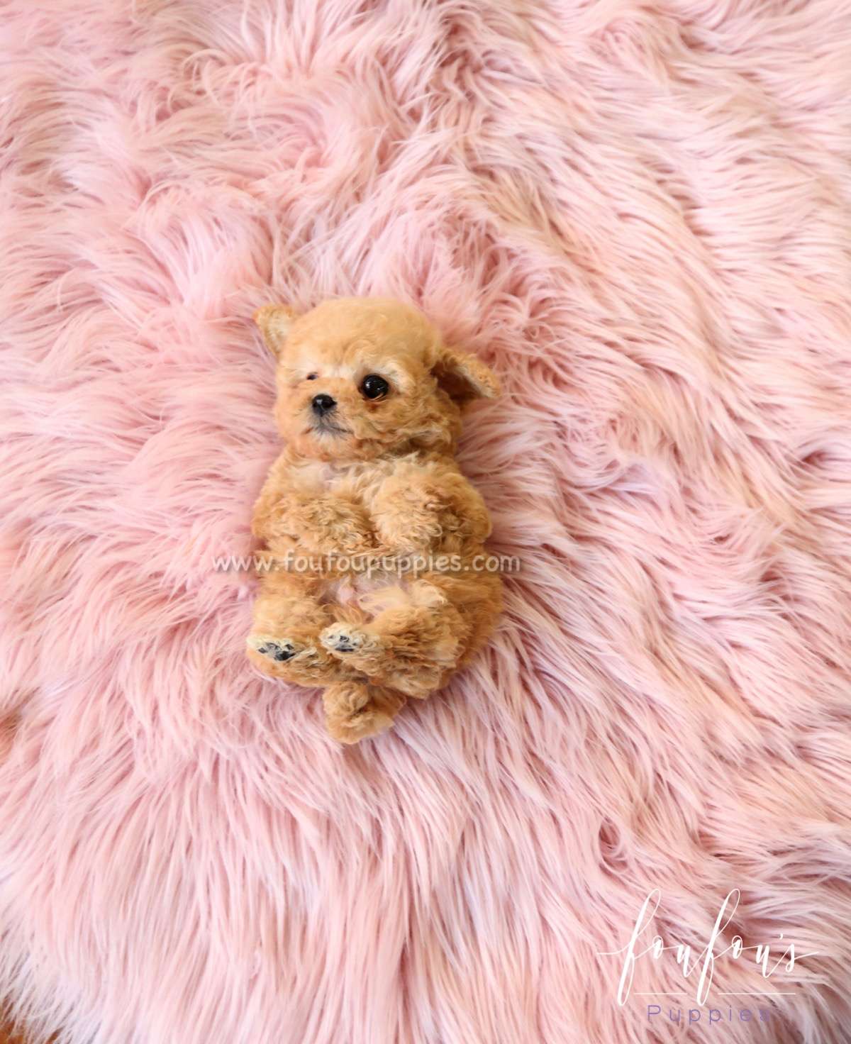 Yeti - Poodle M.