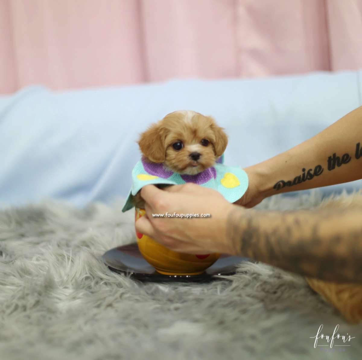 Amaya - Maltipoo F.