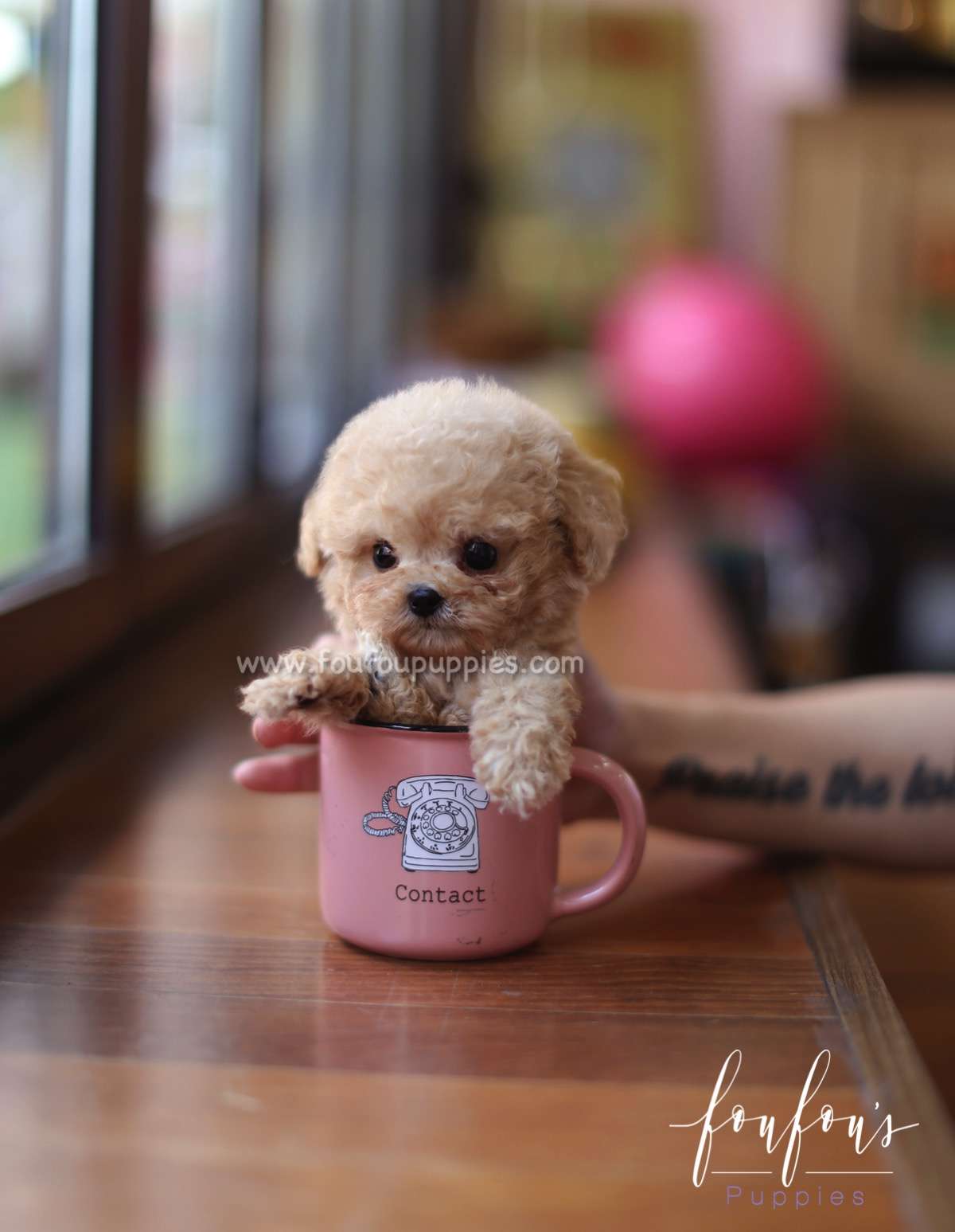 Yeti - Poodle M.
