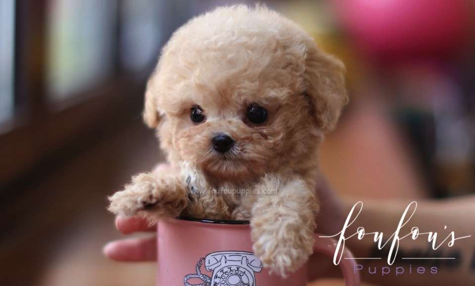 Yeti - Poodle M.