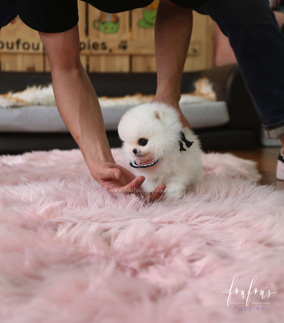 Cotton Candy - Pomeranian F.