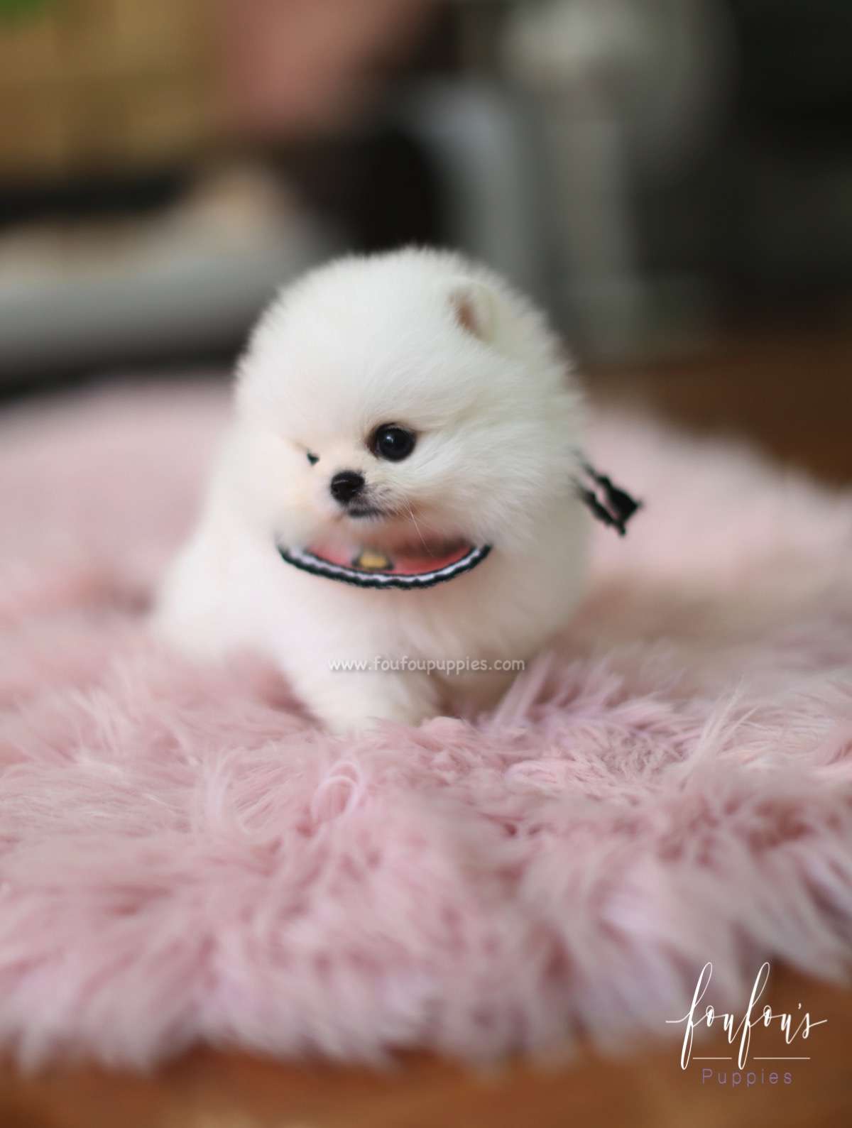 Cotton Candy - Pomeranian F.