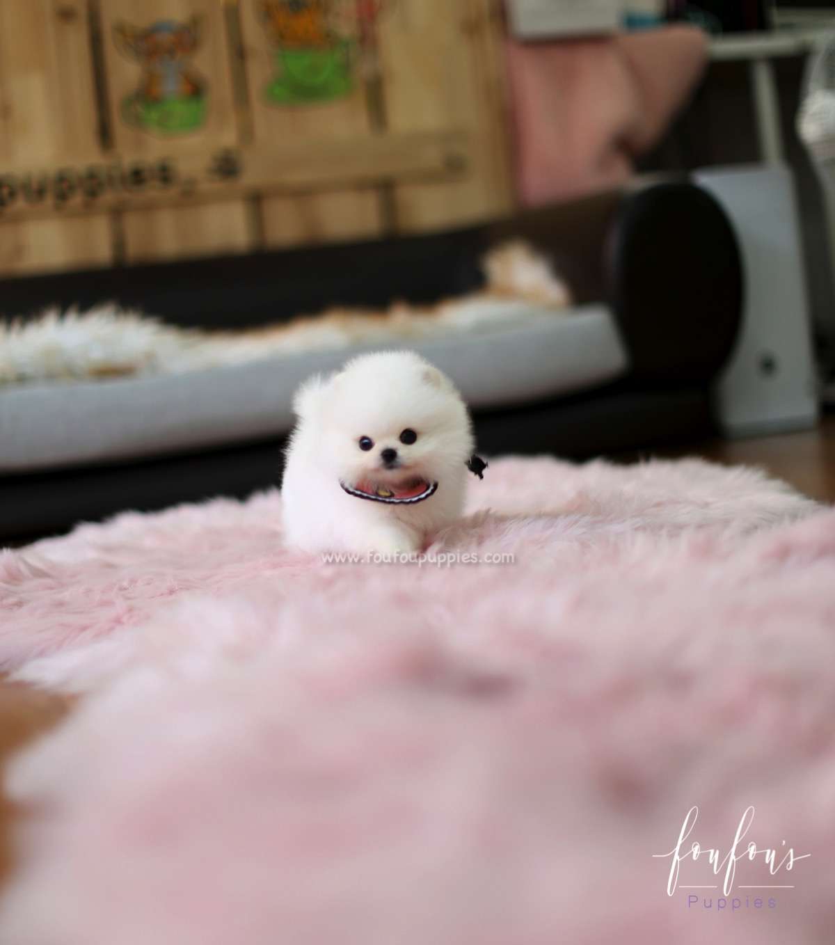 Cotton Candy - Pomeranian F.