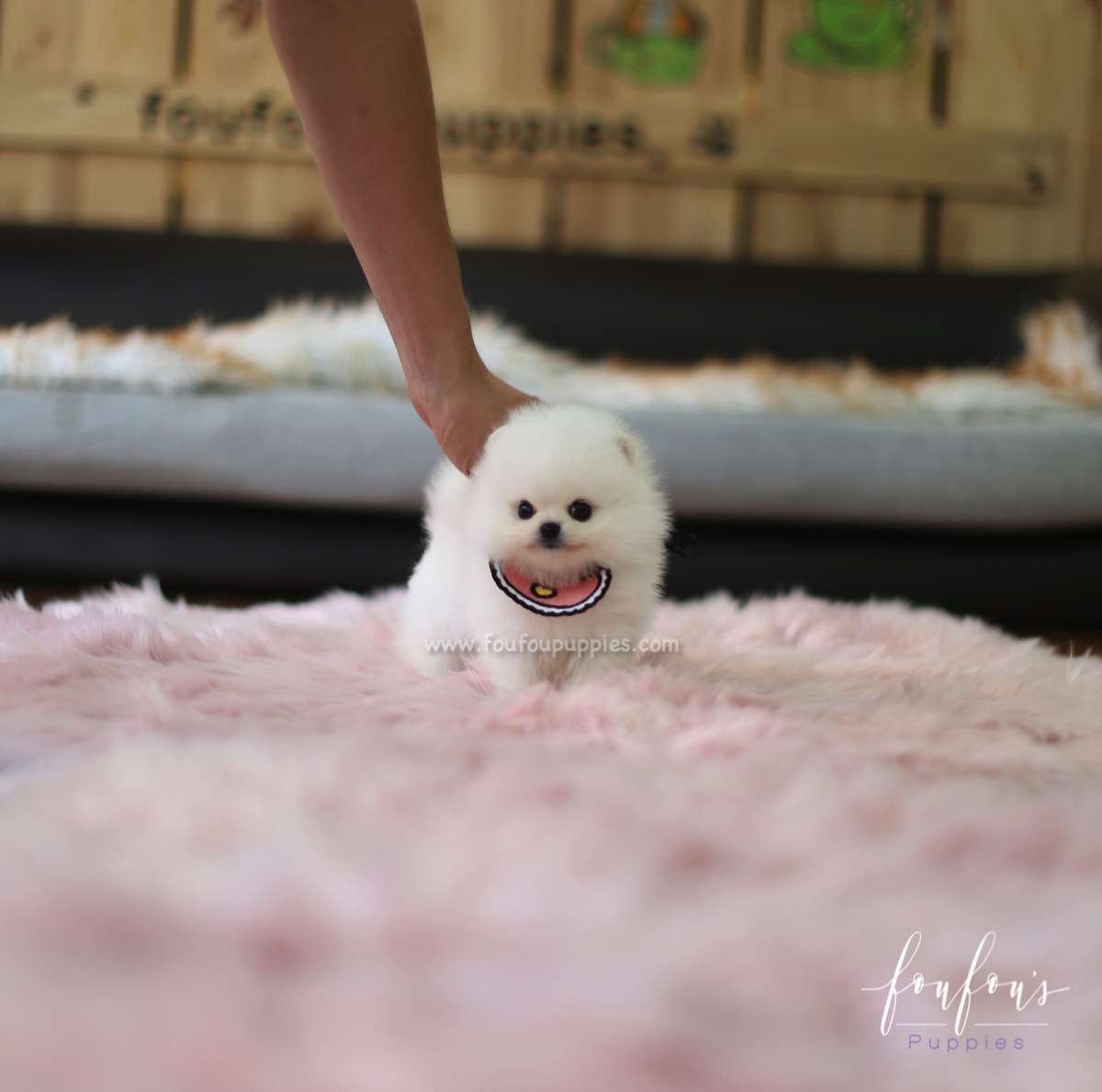Cotton Candy - Pomeranian F.