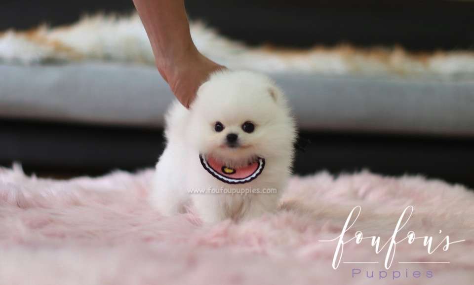 Cotton Candy - Pomeranian F.