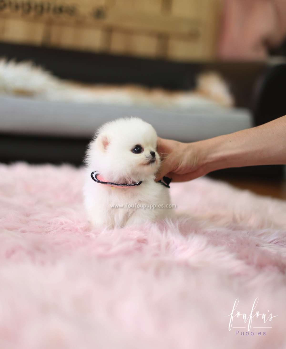 Cotton Candy - Pomeranian F.