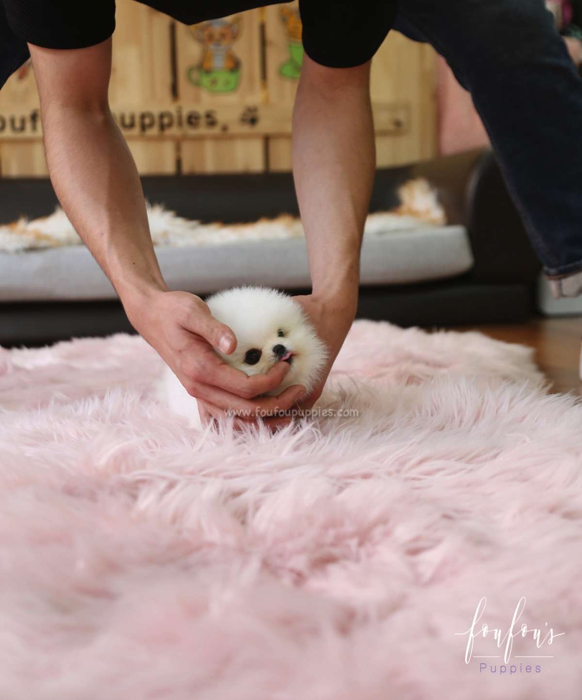 Cotton Candy - Pomeranian F.