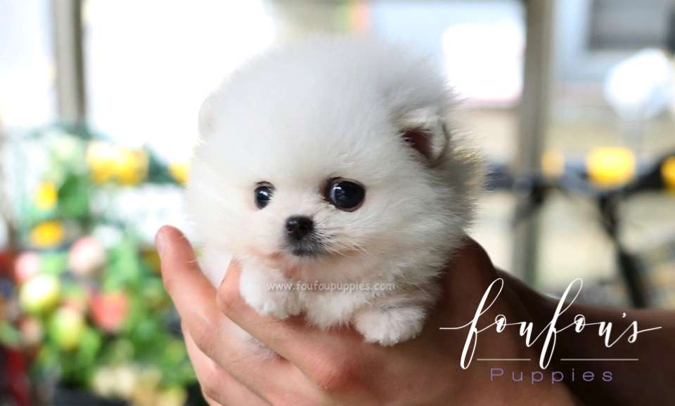 Belle - Pomeranian F.