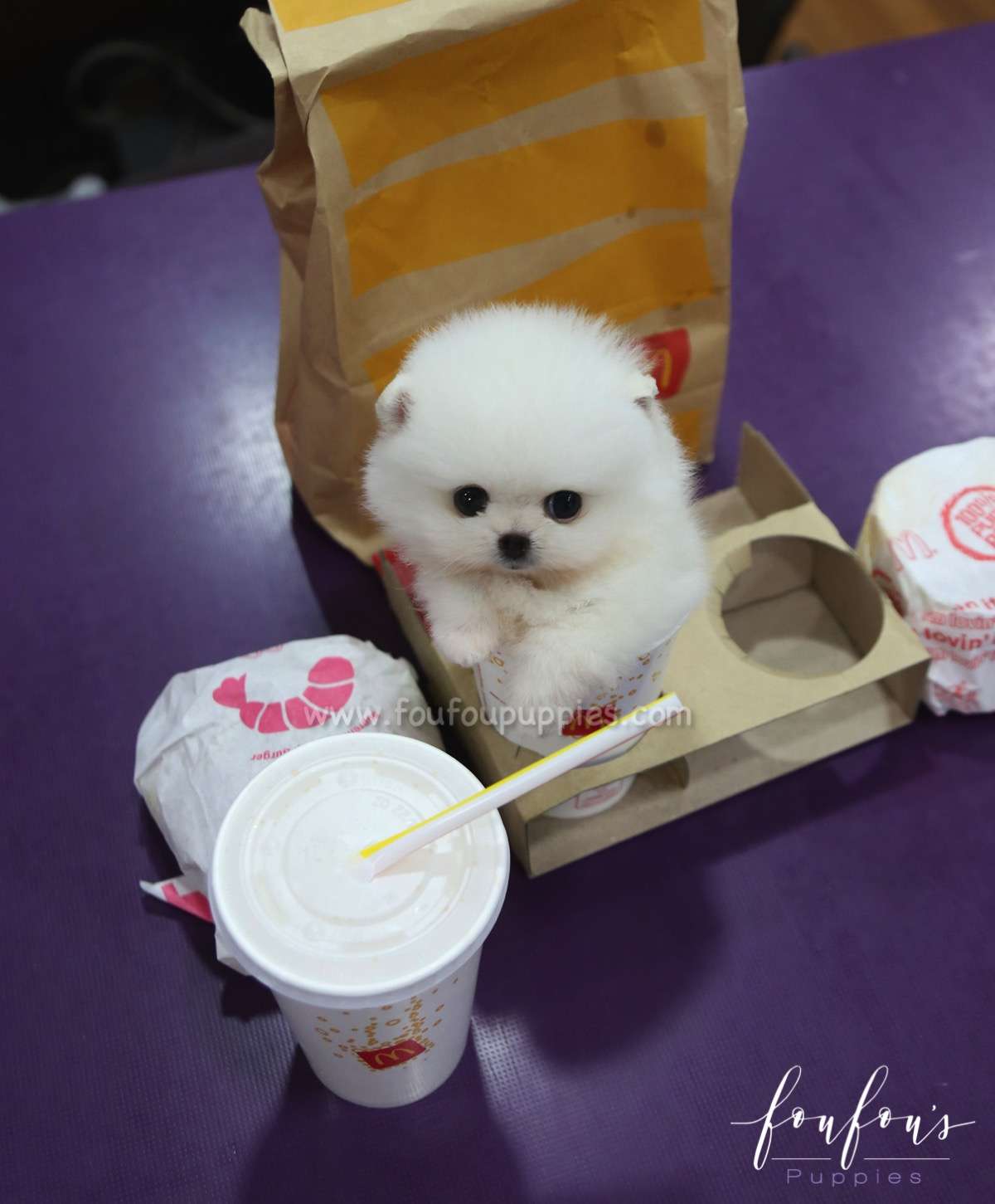 Belle - Pomeranian F.