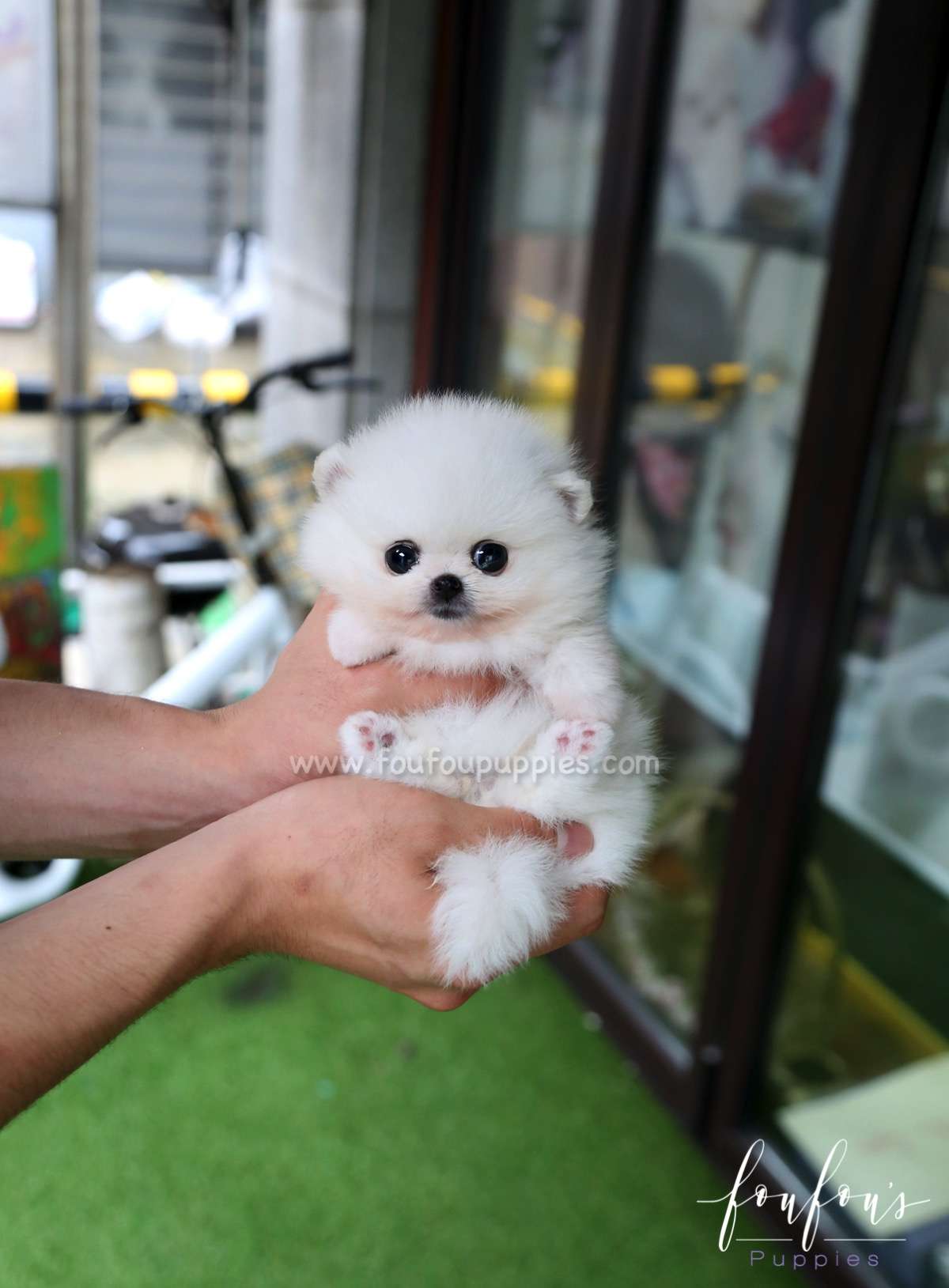 Belle - Pomeranian F.