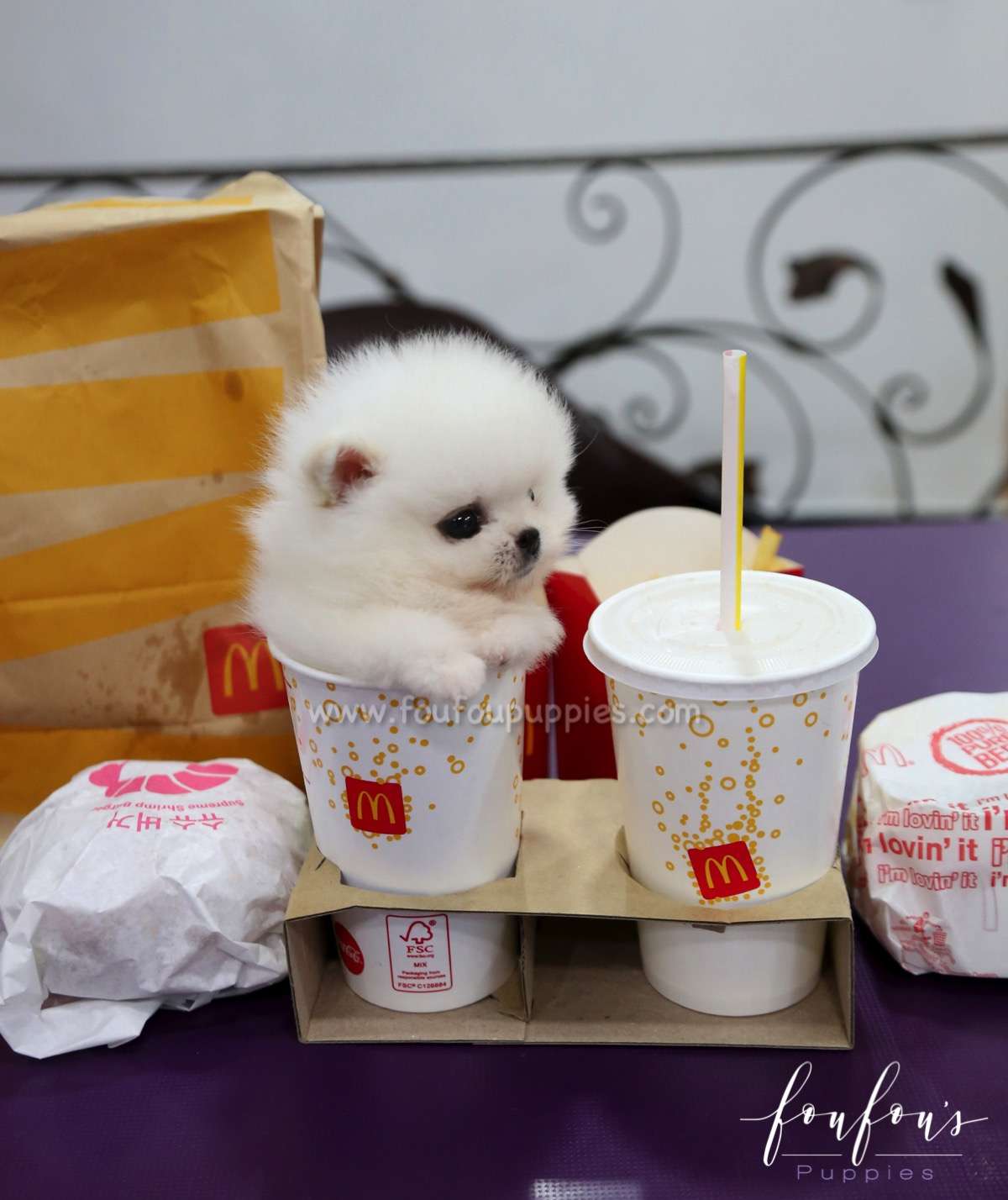 Belle - Pomeranian F.