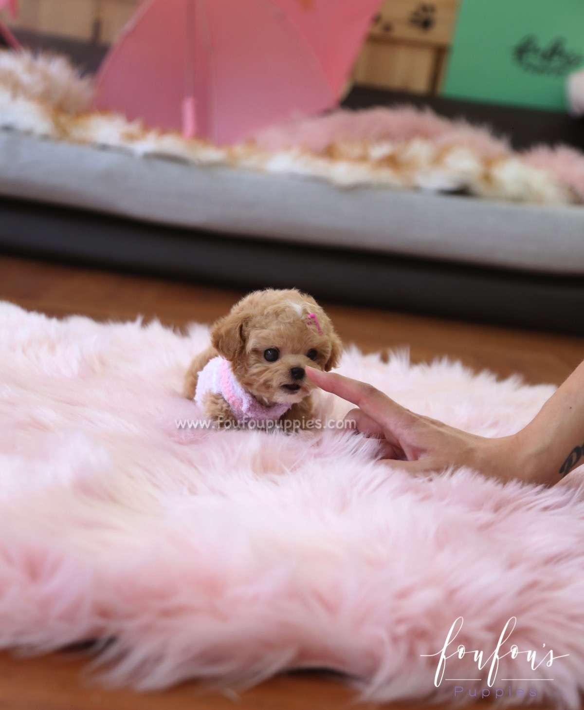 Fiona - Poodle F.