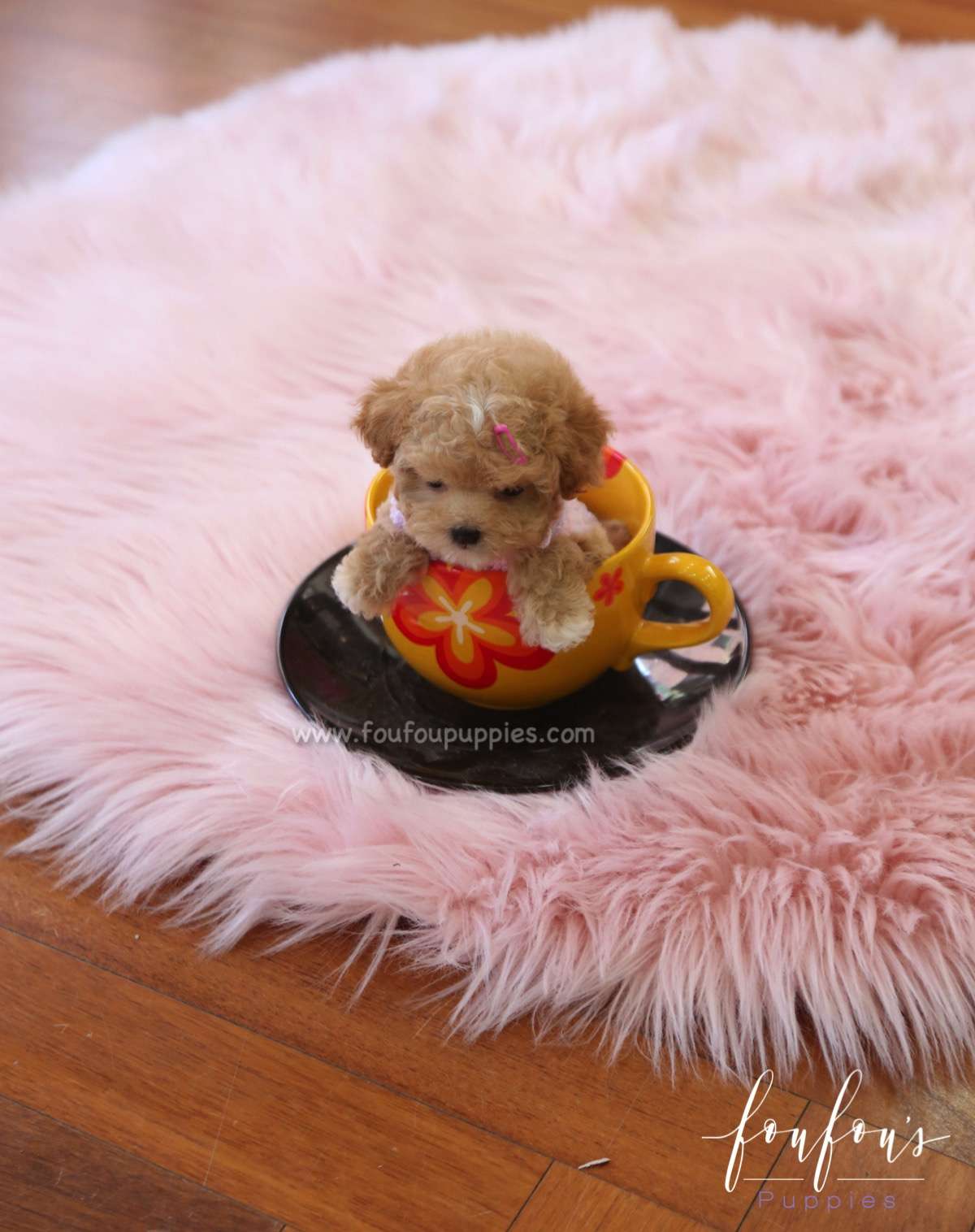 Fiona - Poodle F.