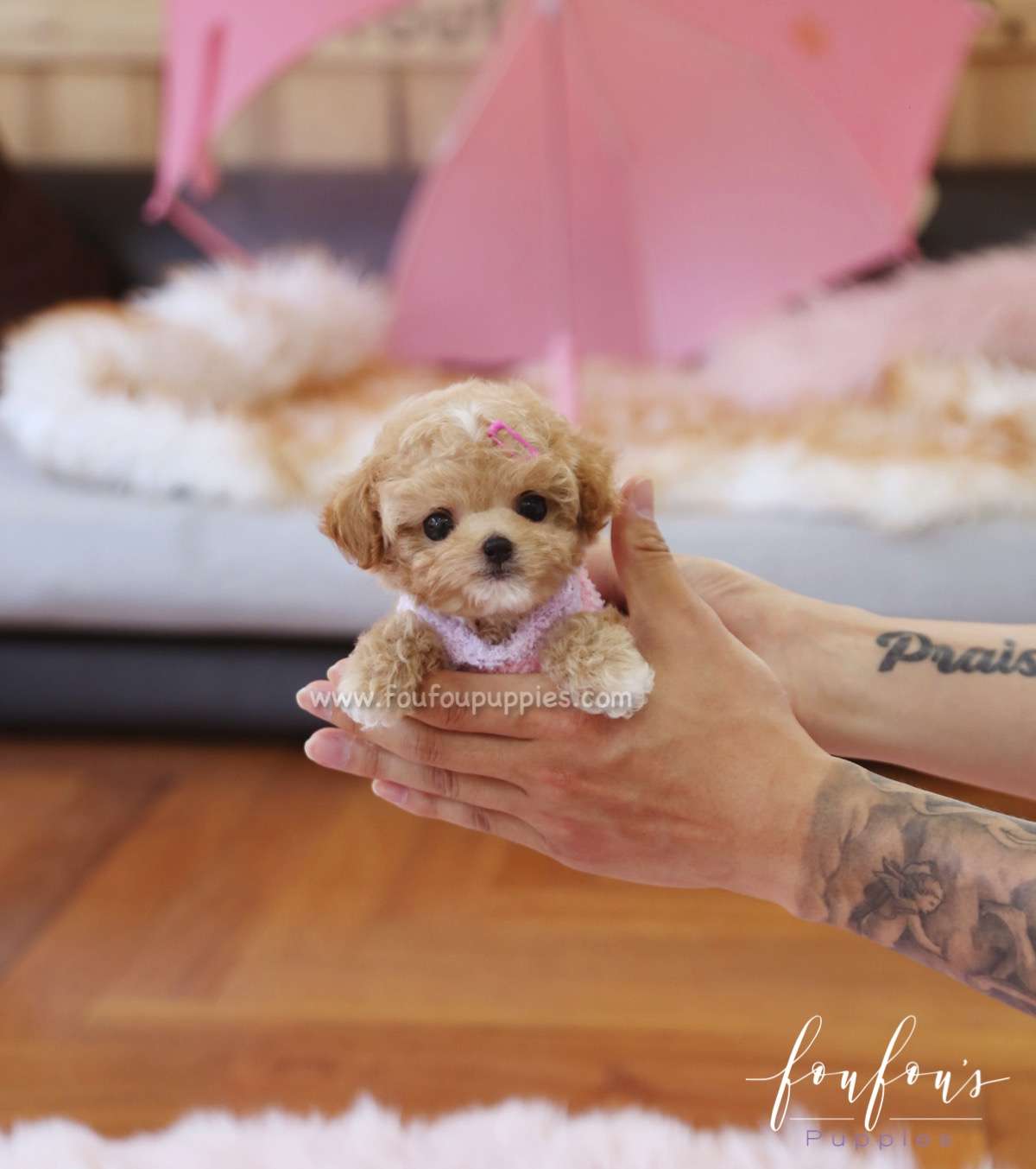 Fiona - Poodle F.