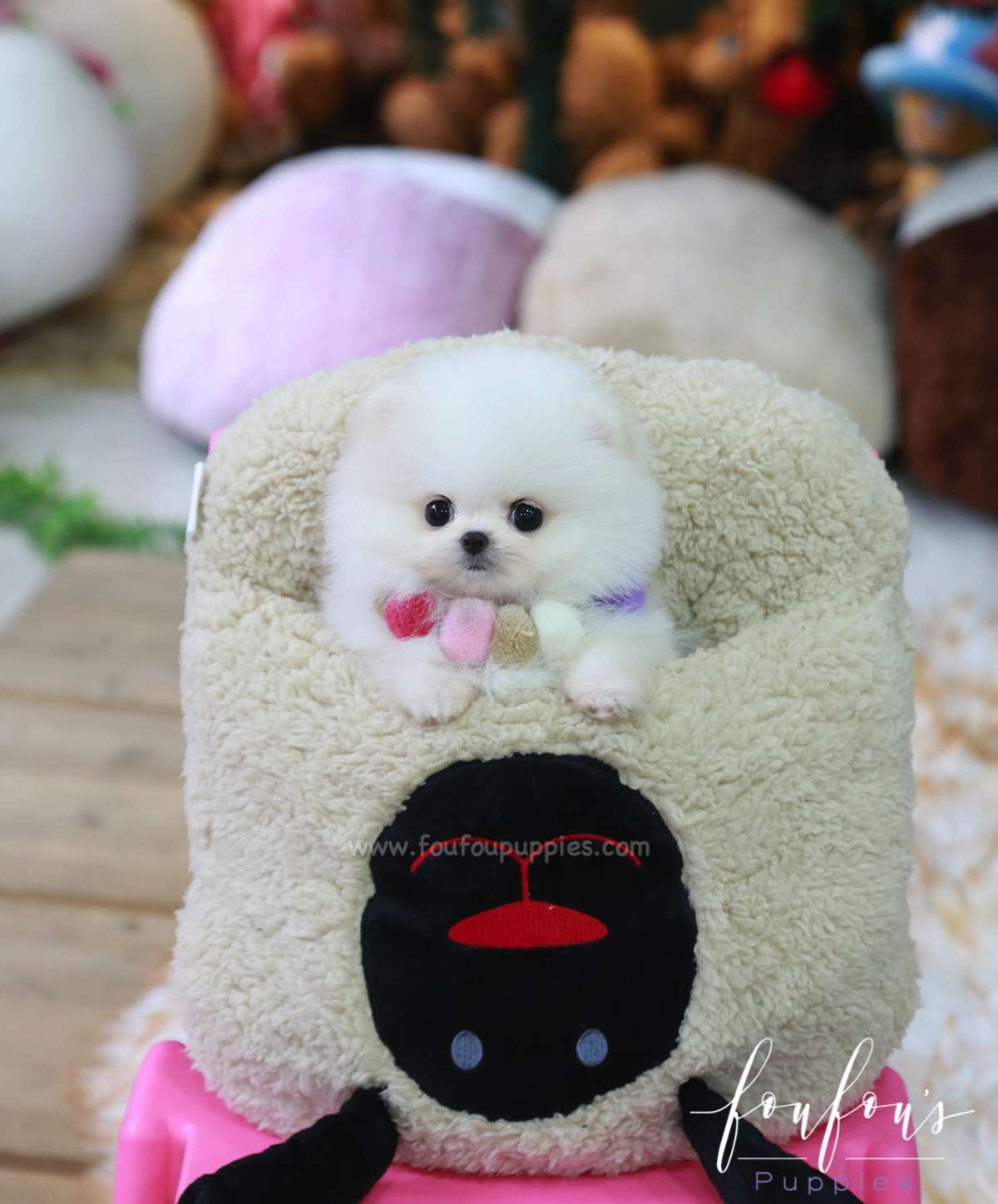 Zoey - Pomeranian F.