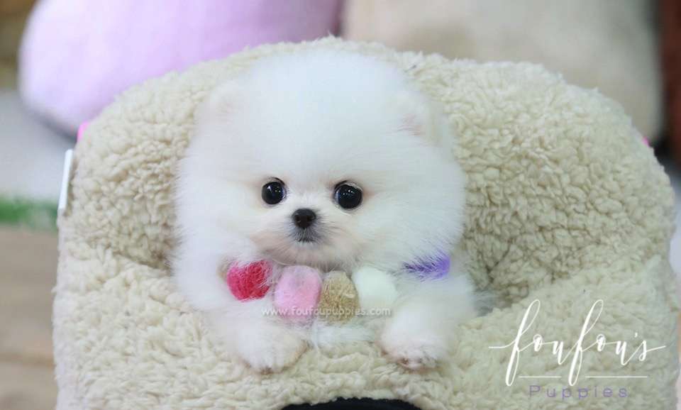 Zoey - Pomeranian F.