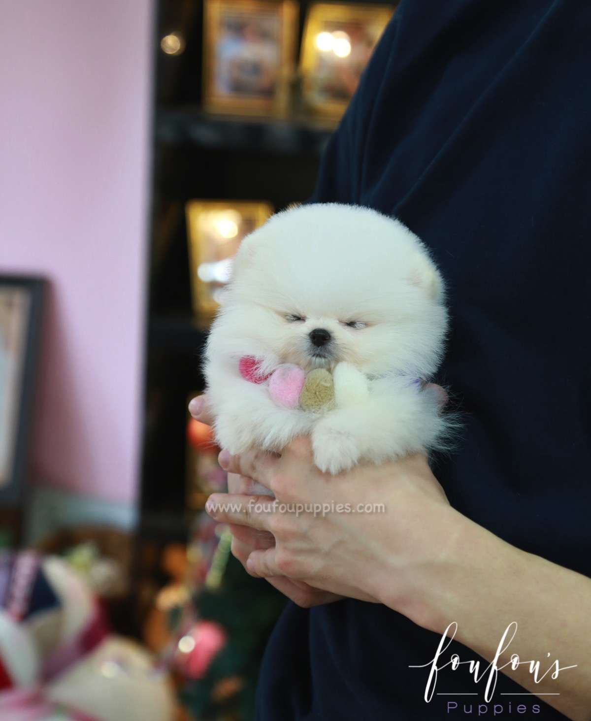 Zoey - Pomeranian F.