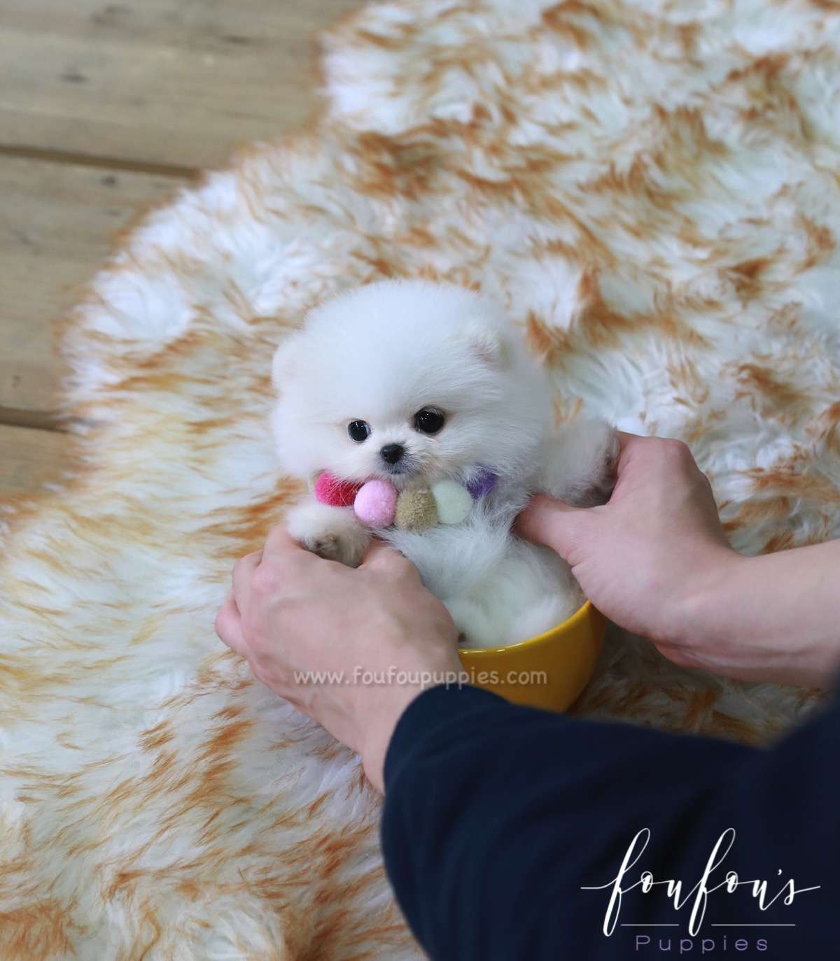 Zoey - Pomeranian F.