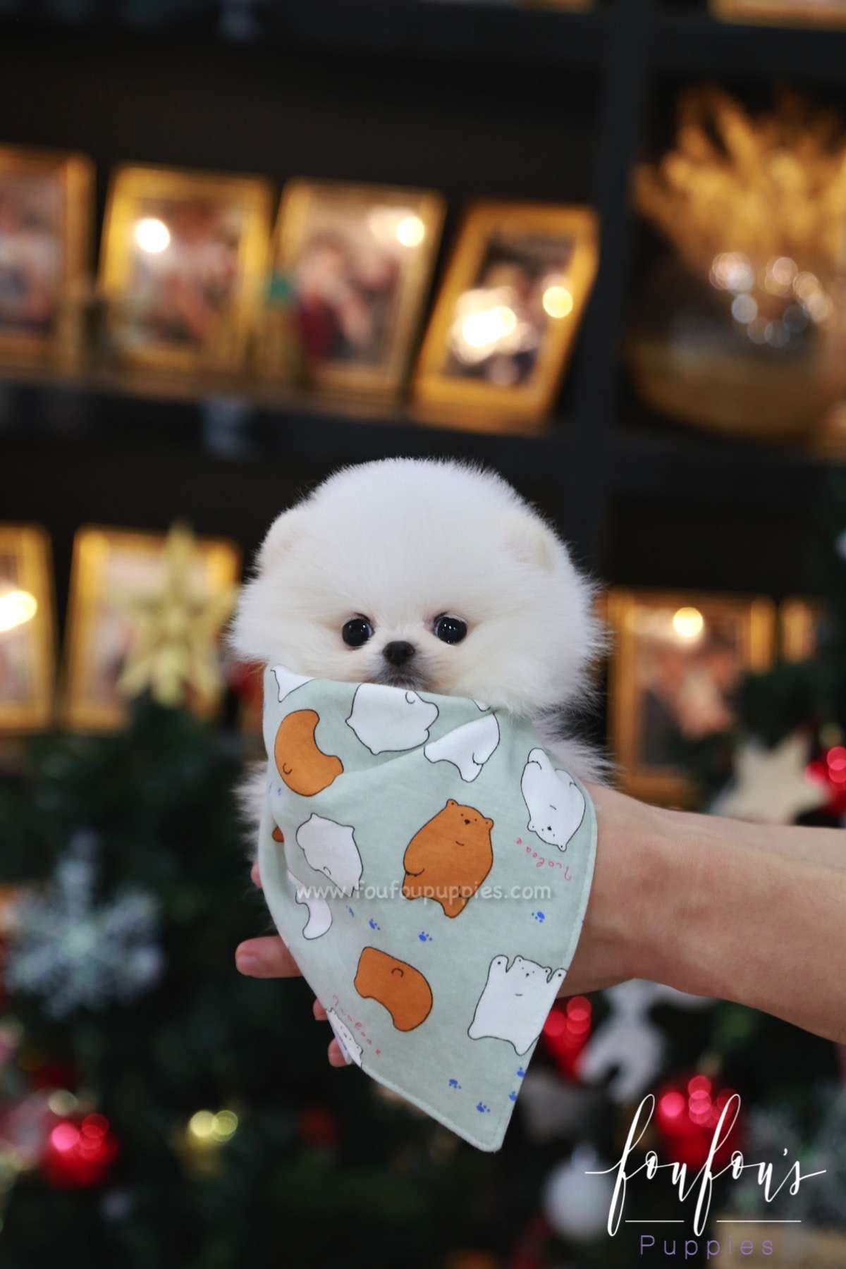 Zoey - Pomeranian F.