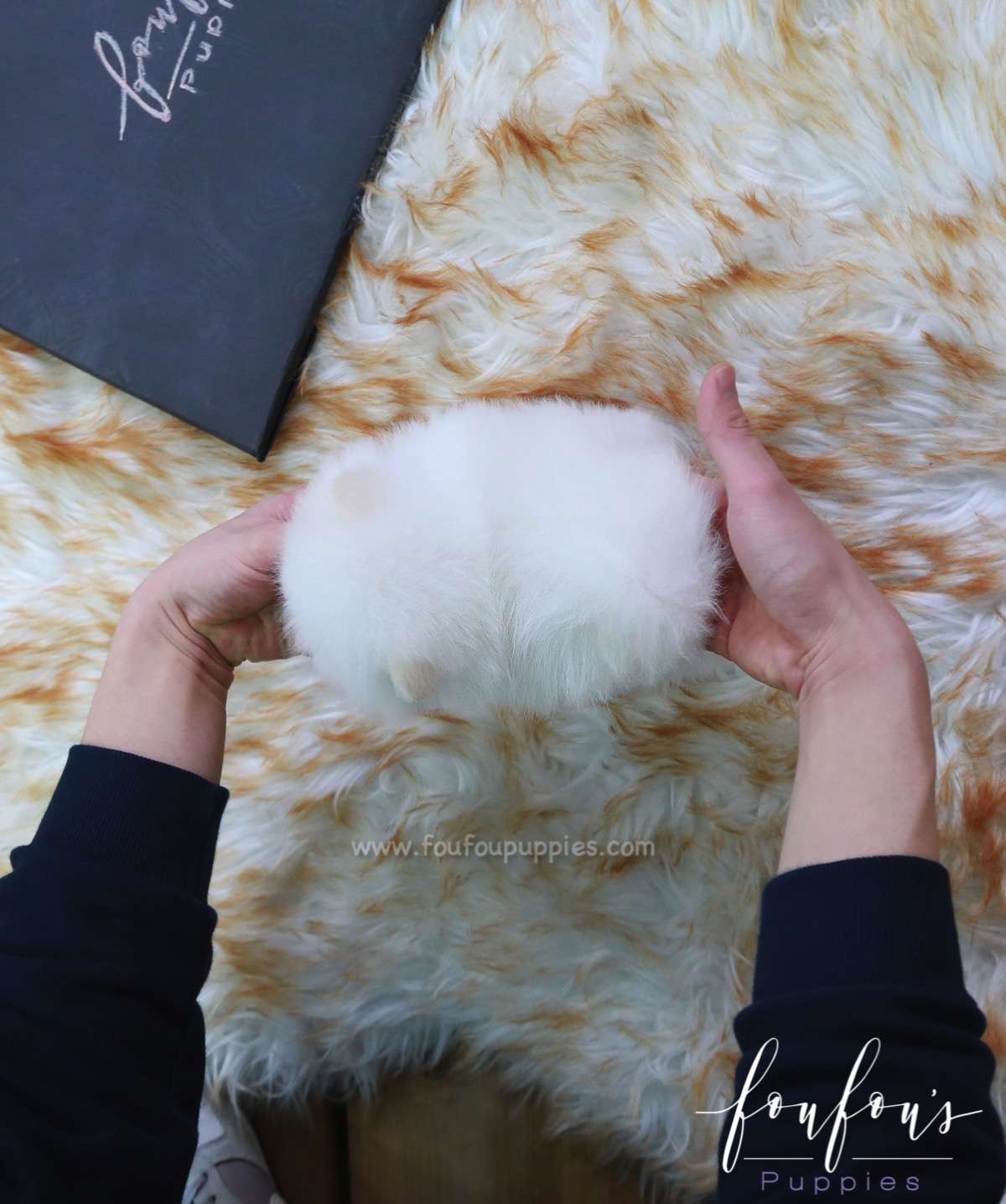 Zoey - Pomeranian F.
