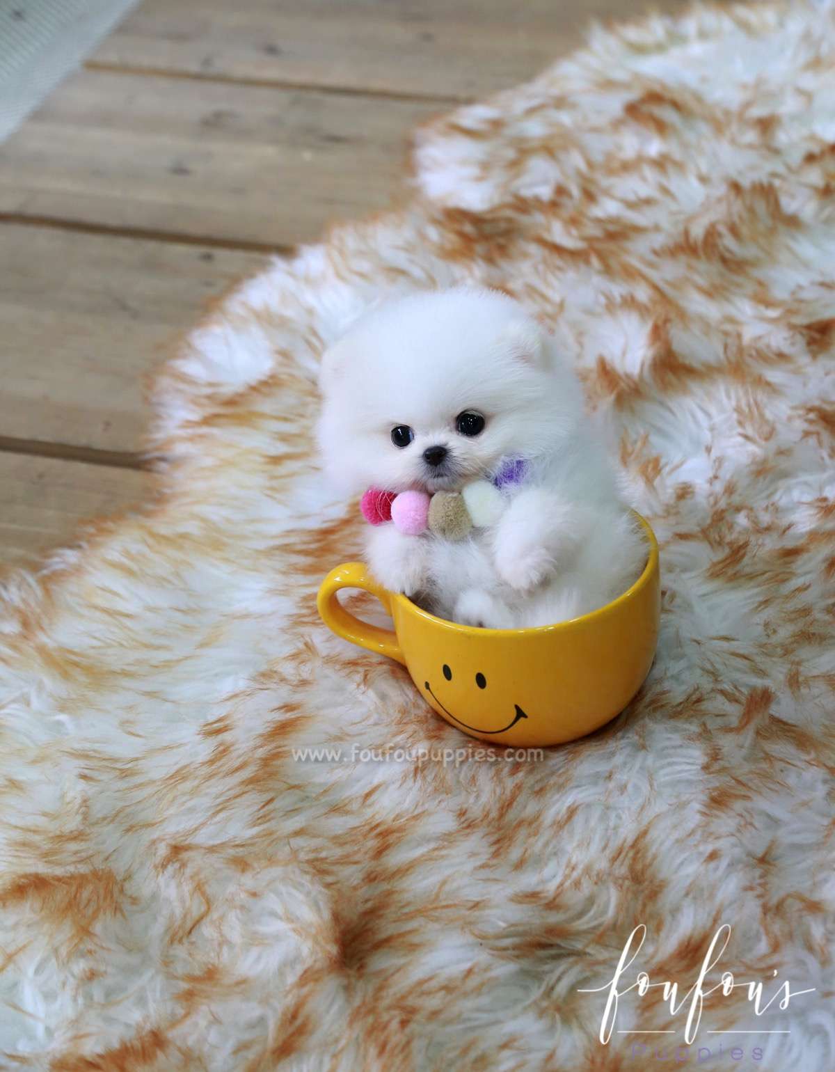 Zoey - Pomeranian F.