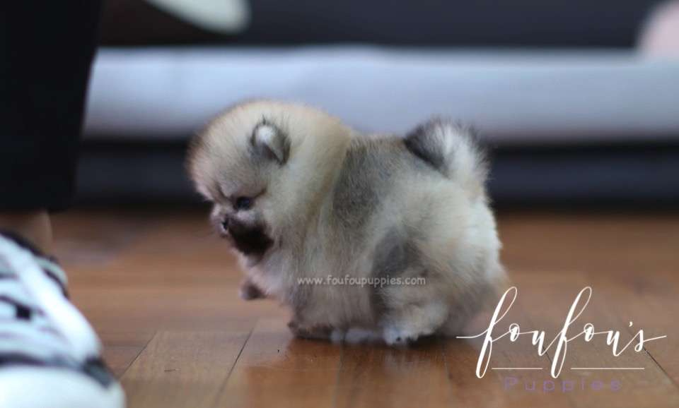 Cher - Pomeranian F.