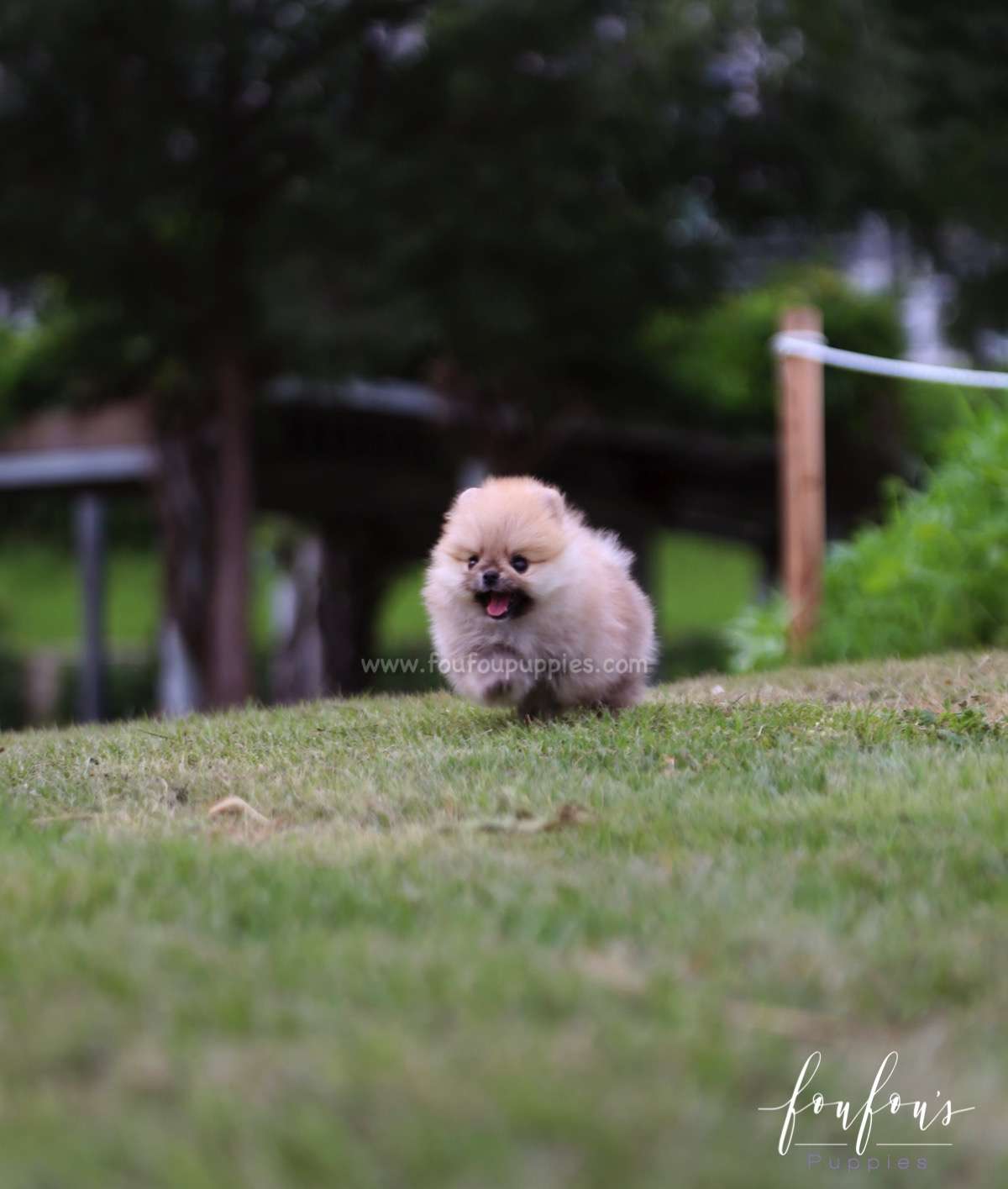 Cookie - Pomeranian F.
