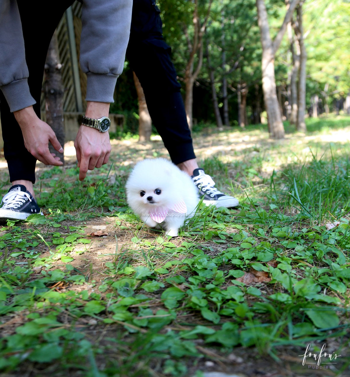 Neige - Pomeranian F.