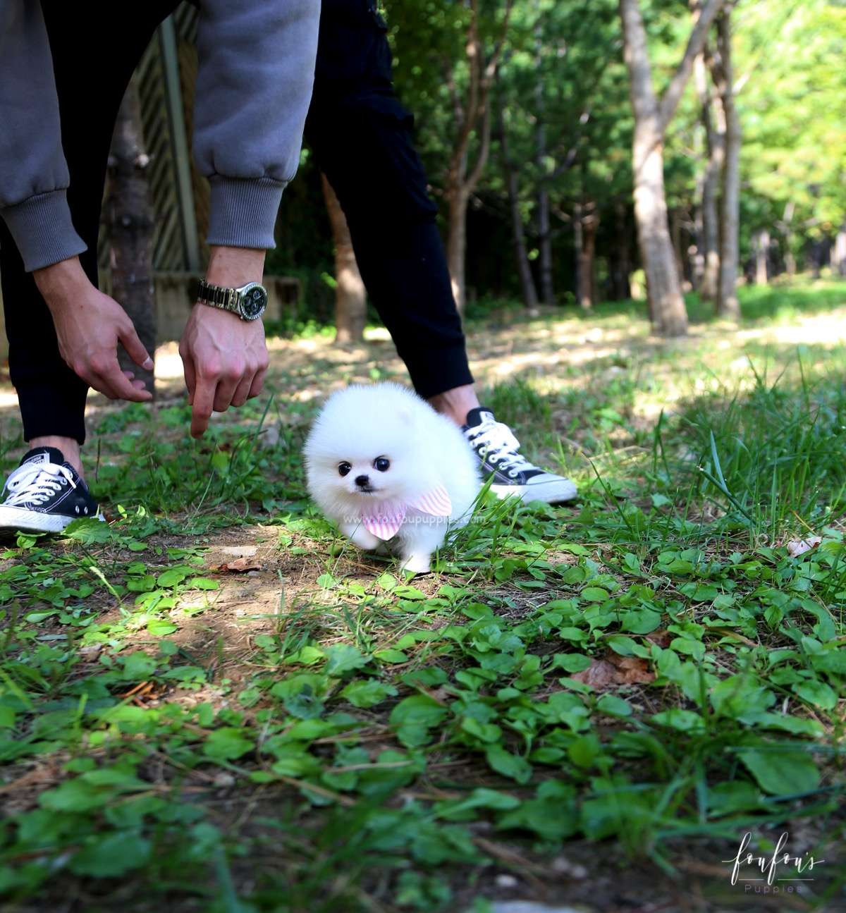 Neige - Pomeranian F.