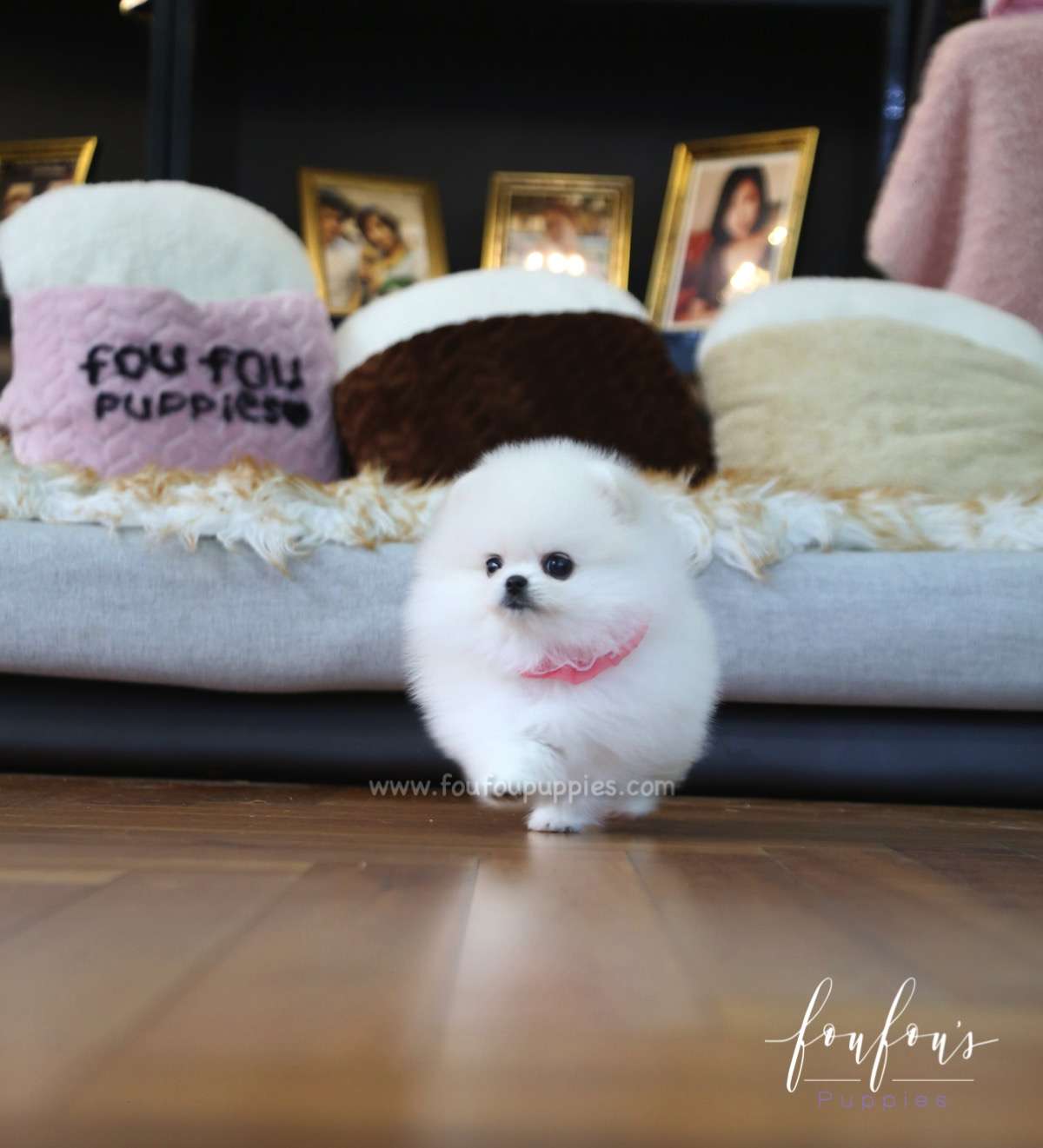 Angel - Pomeranian F.