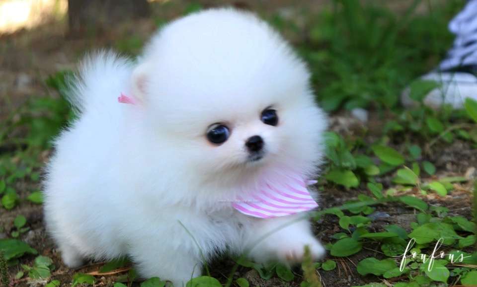 Neige - Pomeranian F.