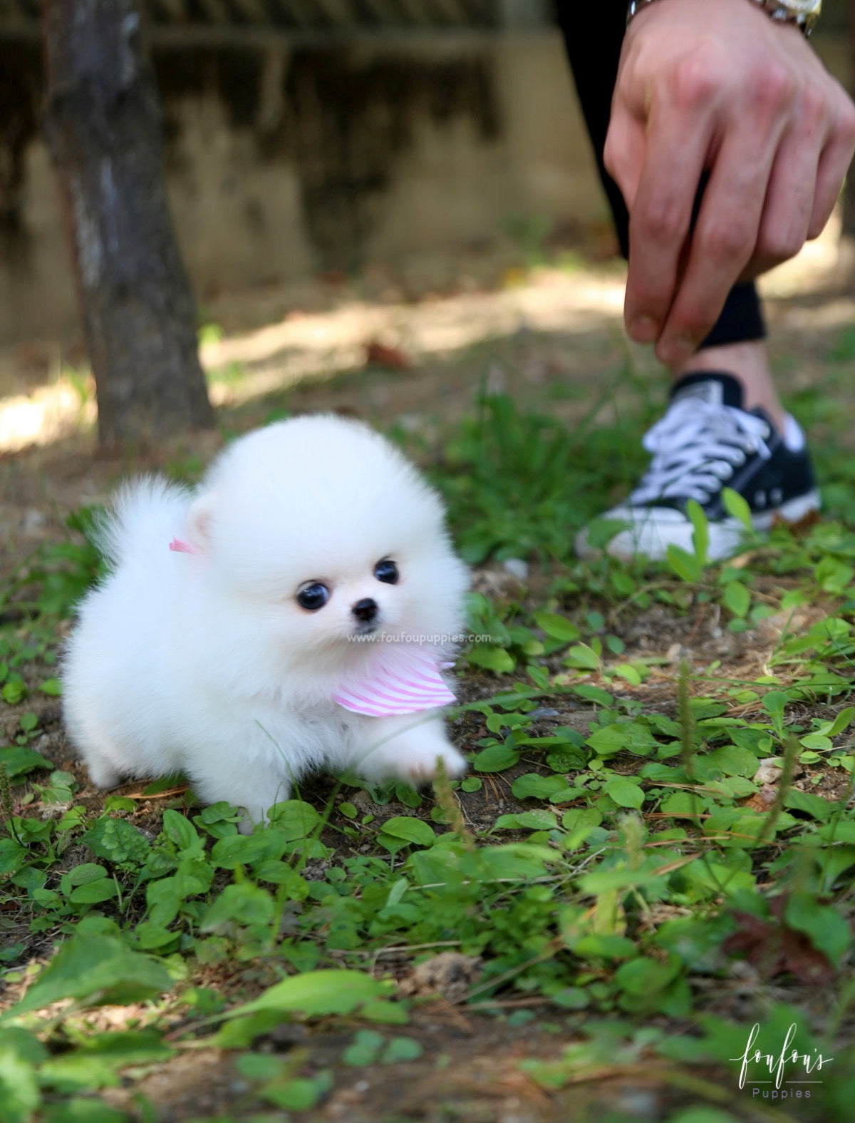 Neige - Pomeranian F.