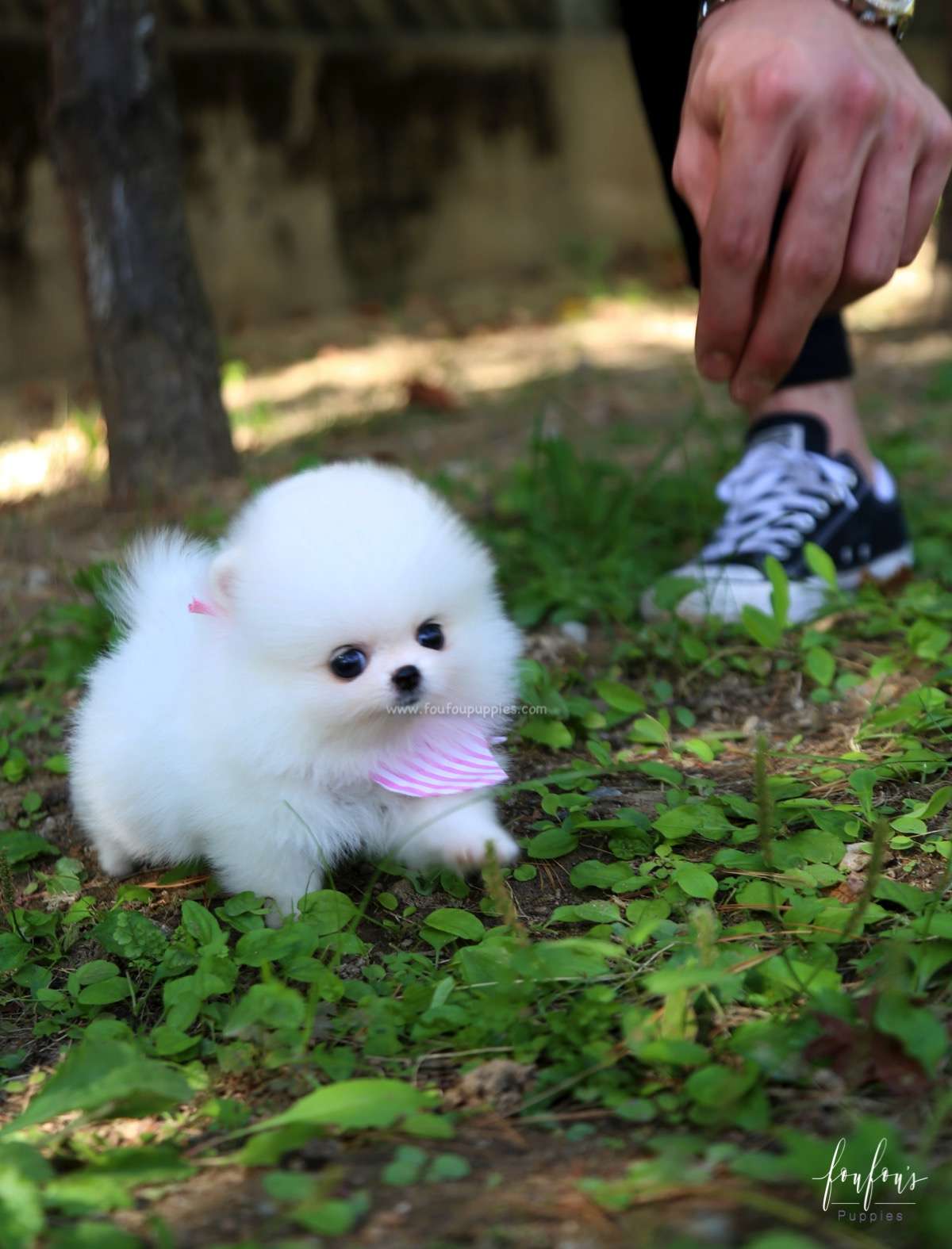 Neige - Pomeranian F.