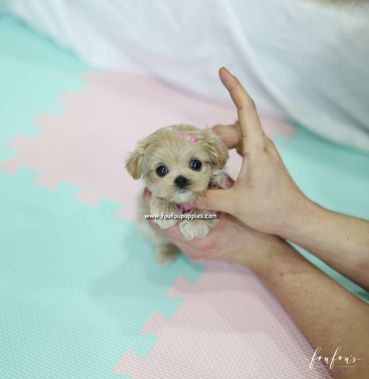 Lumi - Maltipoo F.
