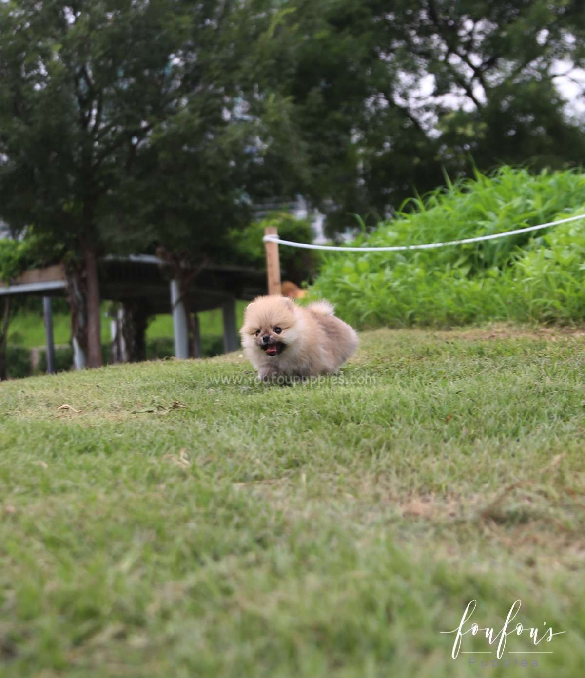 Cookie - Pomeranian F.