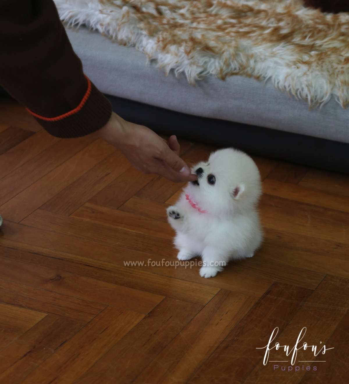Angel - Pomeranian F.