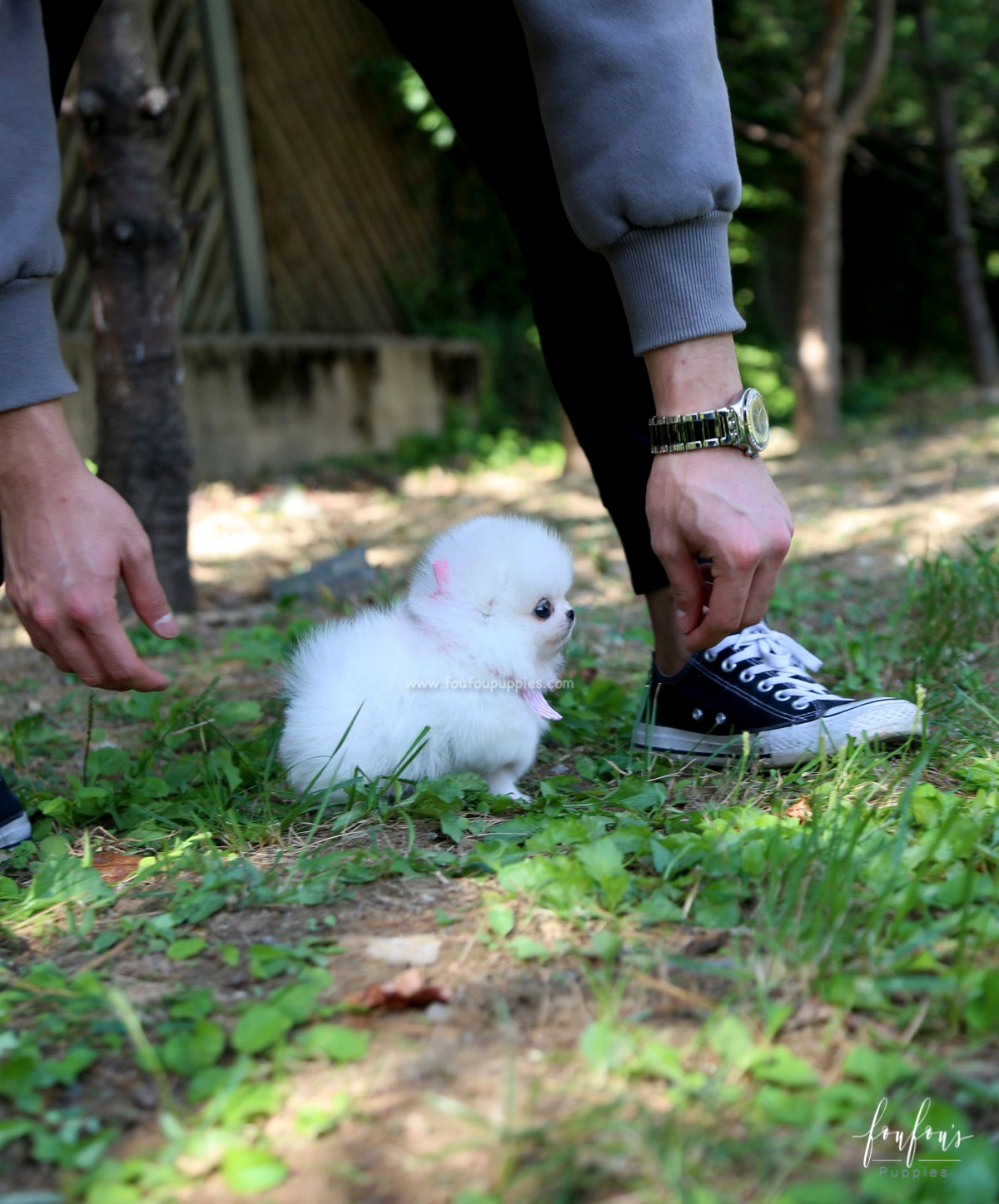 Neige - Pomeranian F.